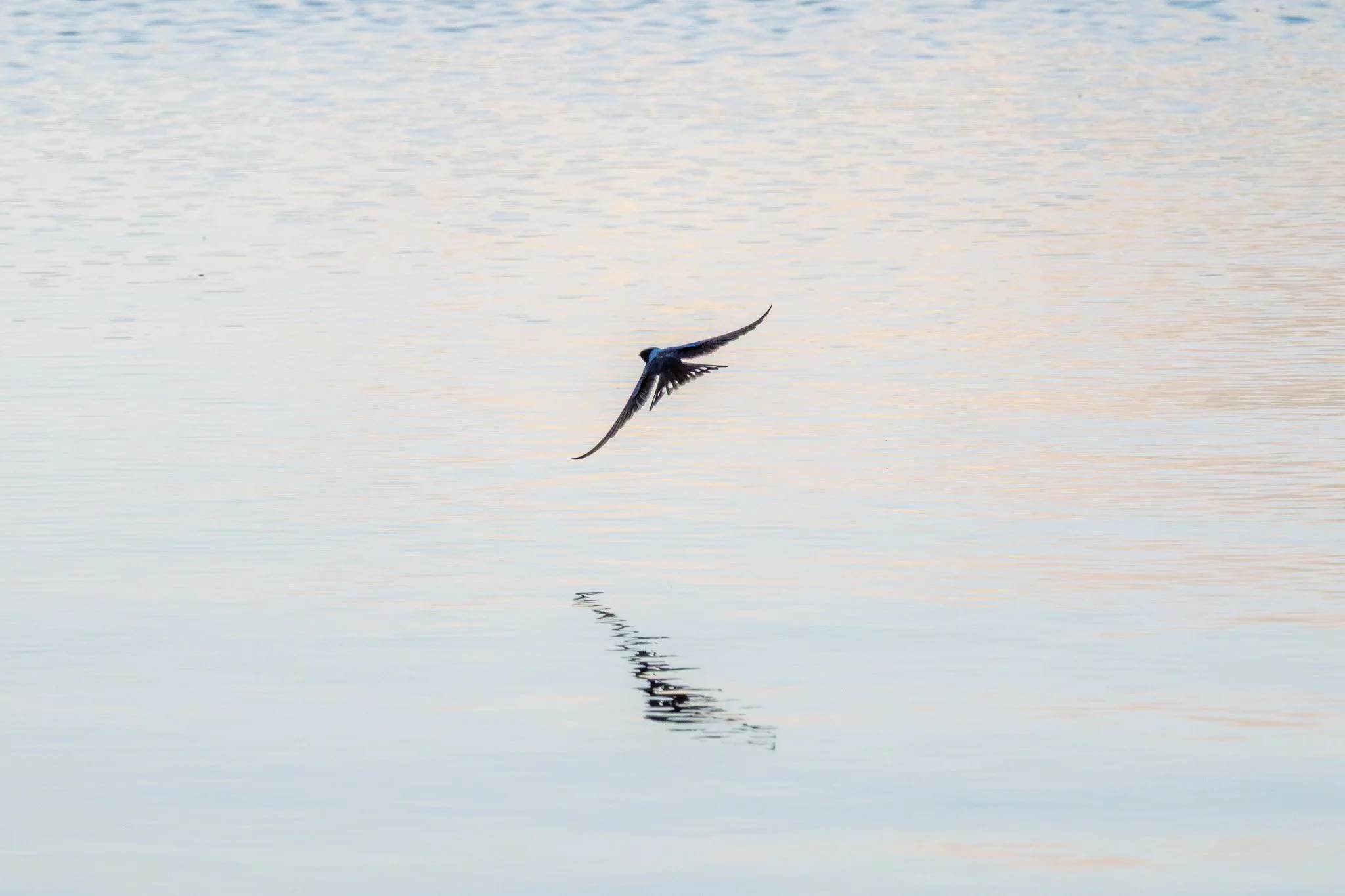 Jordbro Engsø – Naturgenopretning med effekt på miljø og biodiversitet