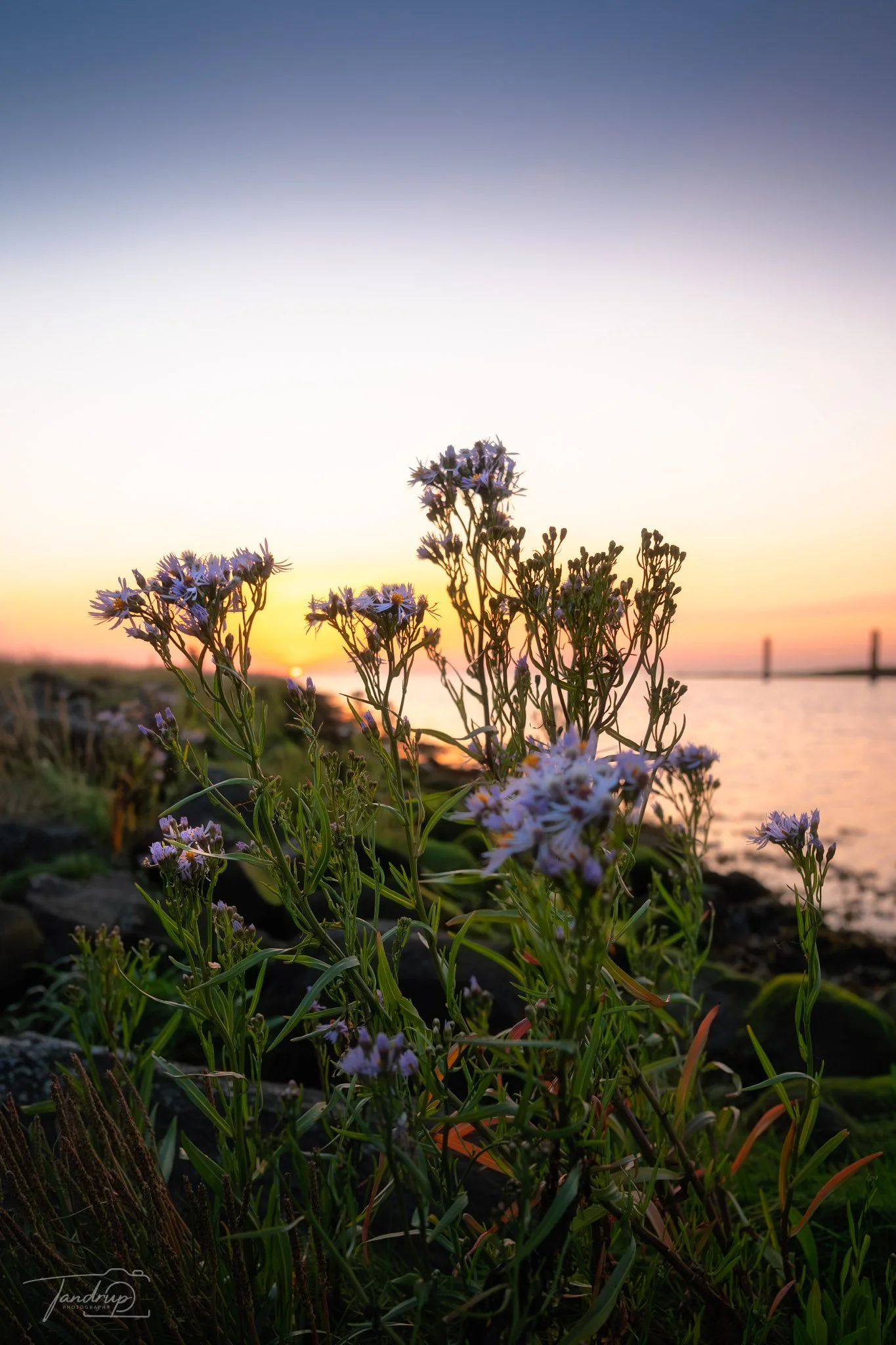 _DSF2034-Edit_Flickr  500px_1365x2048_H_100.jpg