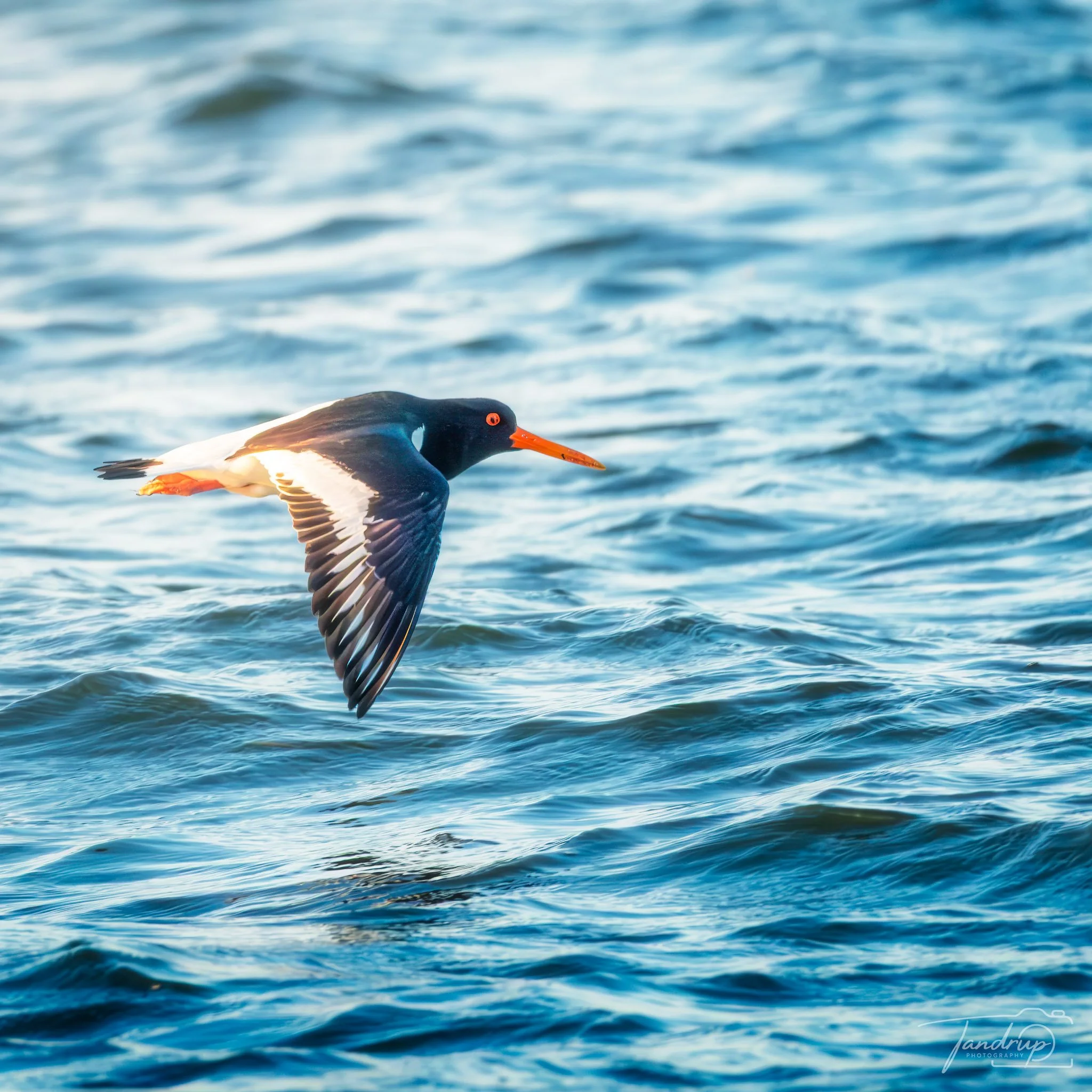 _DSF8020-Enhanced-NR-Edit_Flickr  500px_2048x2048_H_100.jpg