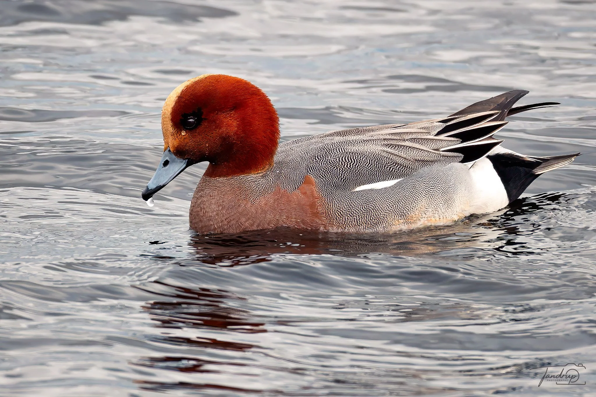 _DSF2295-20250302-DxO_DeepPRIME XD2s-Edit_2048x1366_H_100_Flickr  500px.jpg