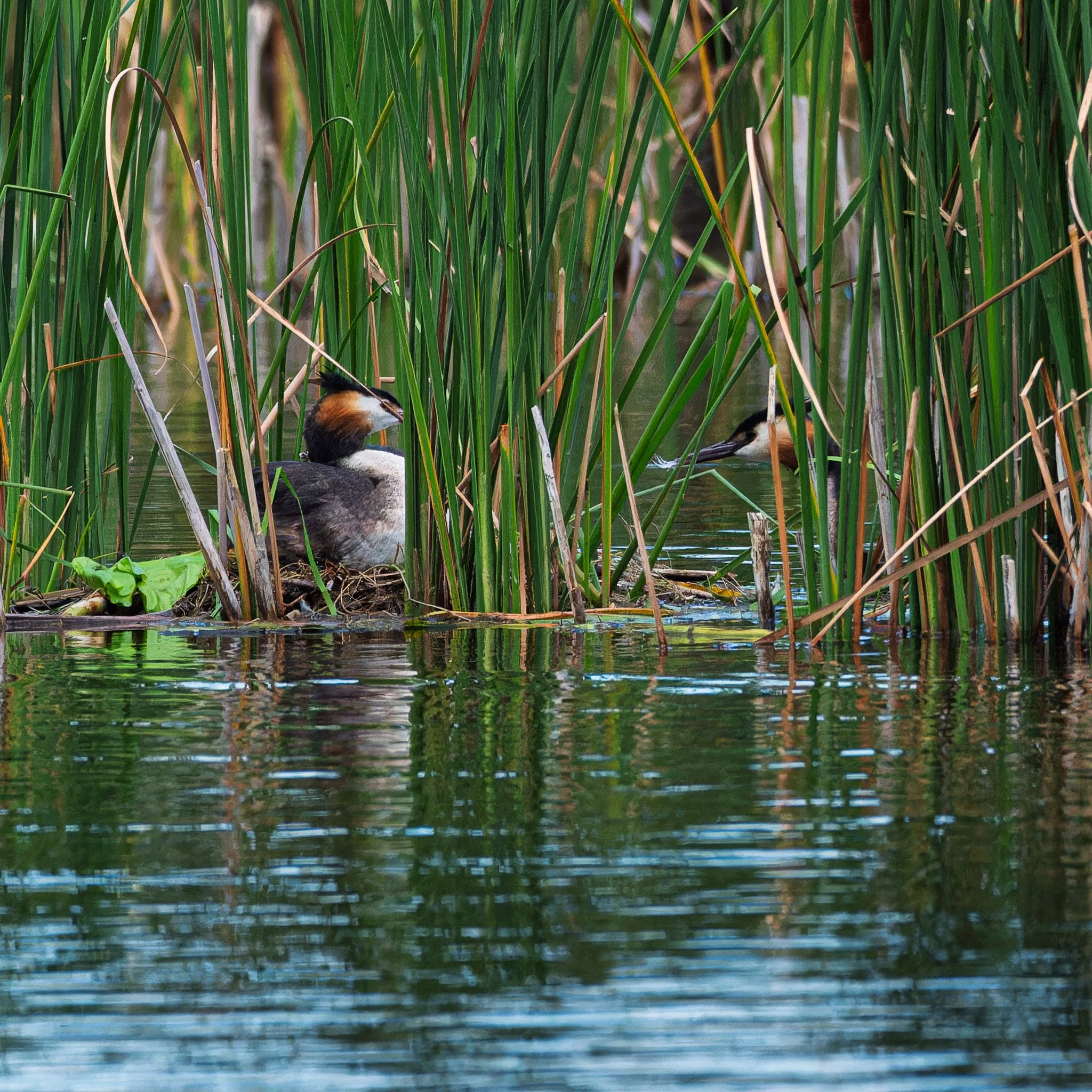 _DSF9847-20250726-DxO_DeepPRIME XD2s.jpg