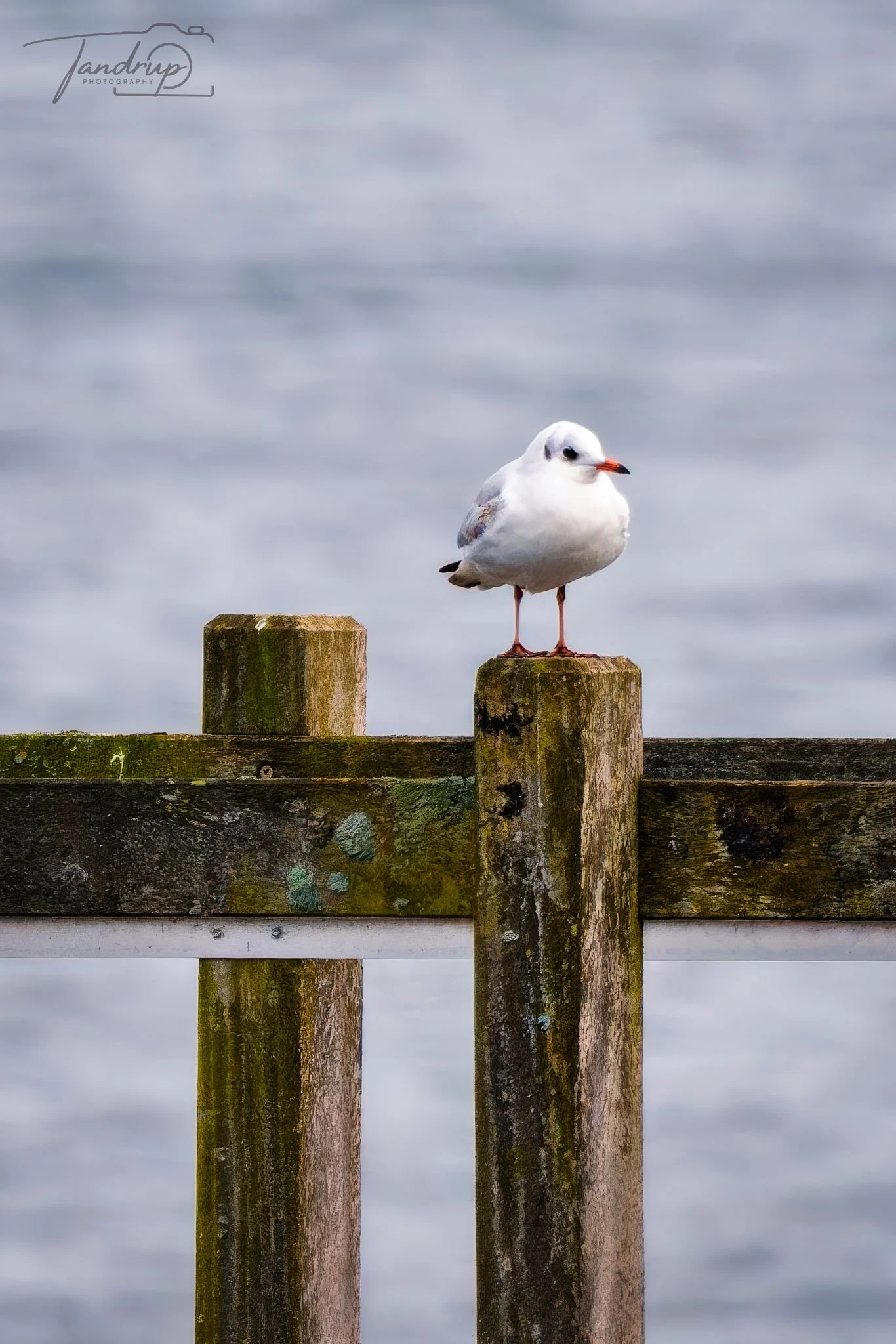 _DSF2202-20250302-DxO_DeepPRIME XD2s-Edit_1366x2048_H_100_Flickr  500px.jpg