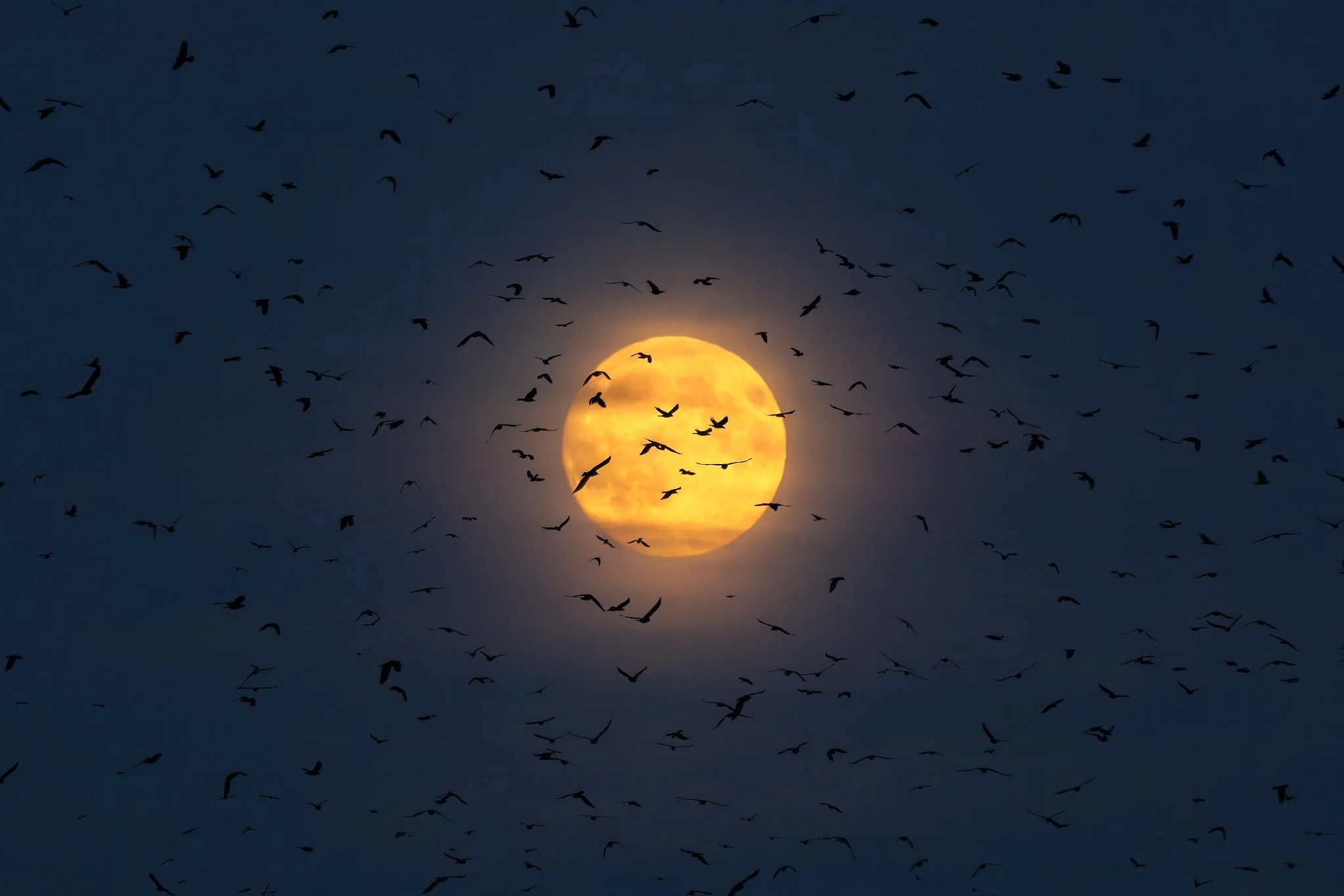 Supermåne og Råger.jpg