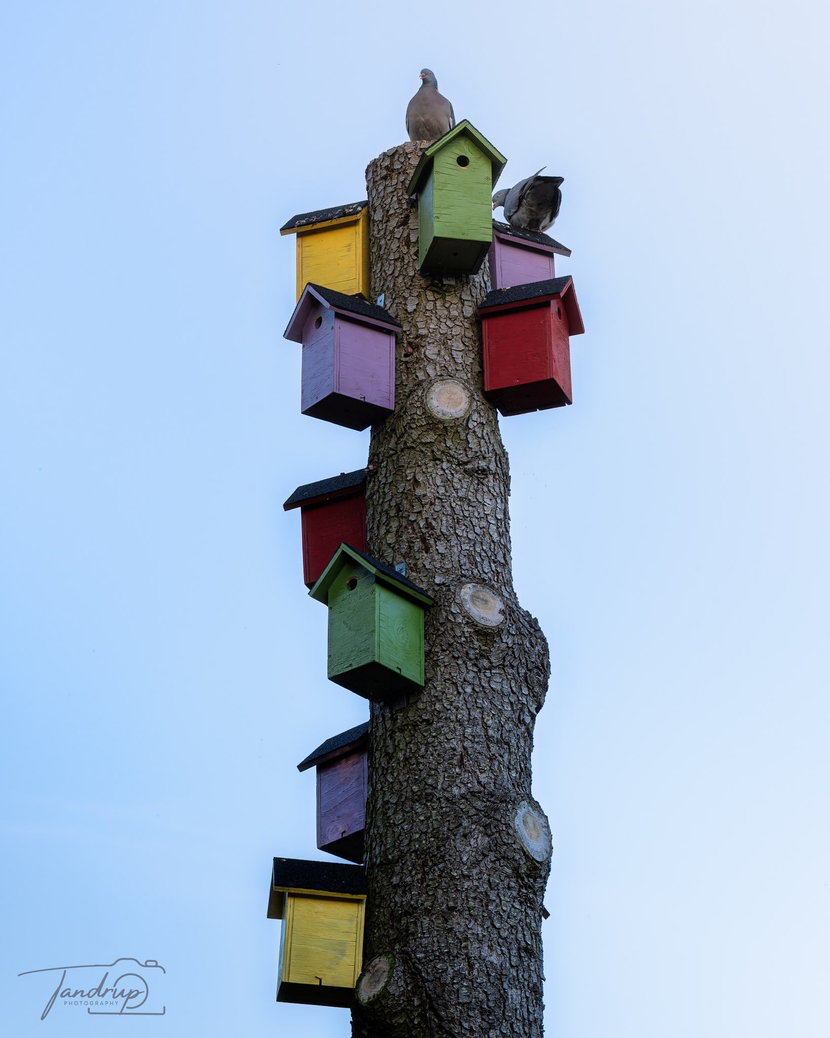 _DSF5966-20250511-DxO_DeepPRIME XD2s-Edit_1638x2048_H_100_Flickr  500px.jpg