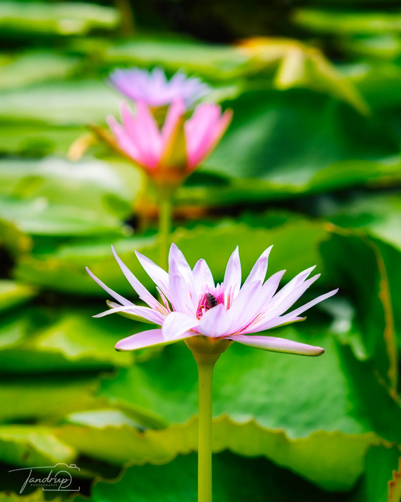 _DSF6991-20250527-DxO_DeepPRIME XD2s-Edit_1638x2048_H_100_Flickr  500px.jpg