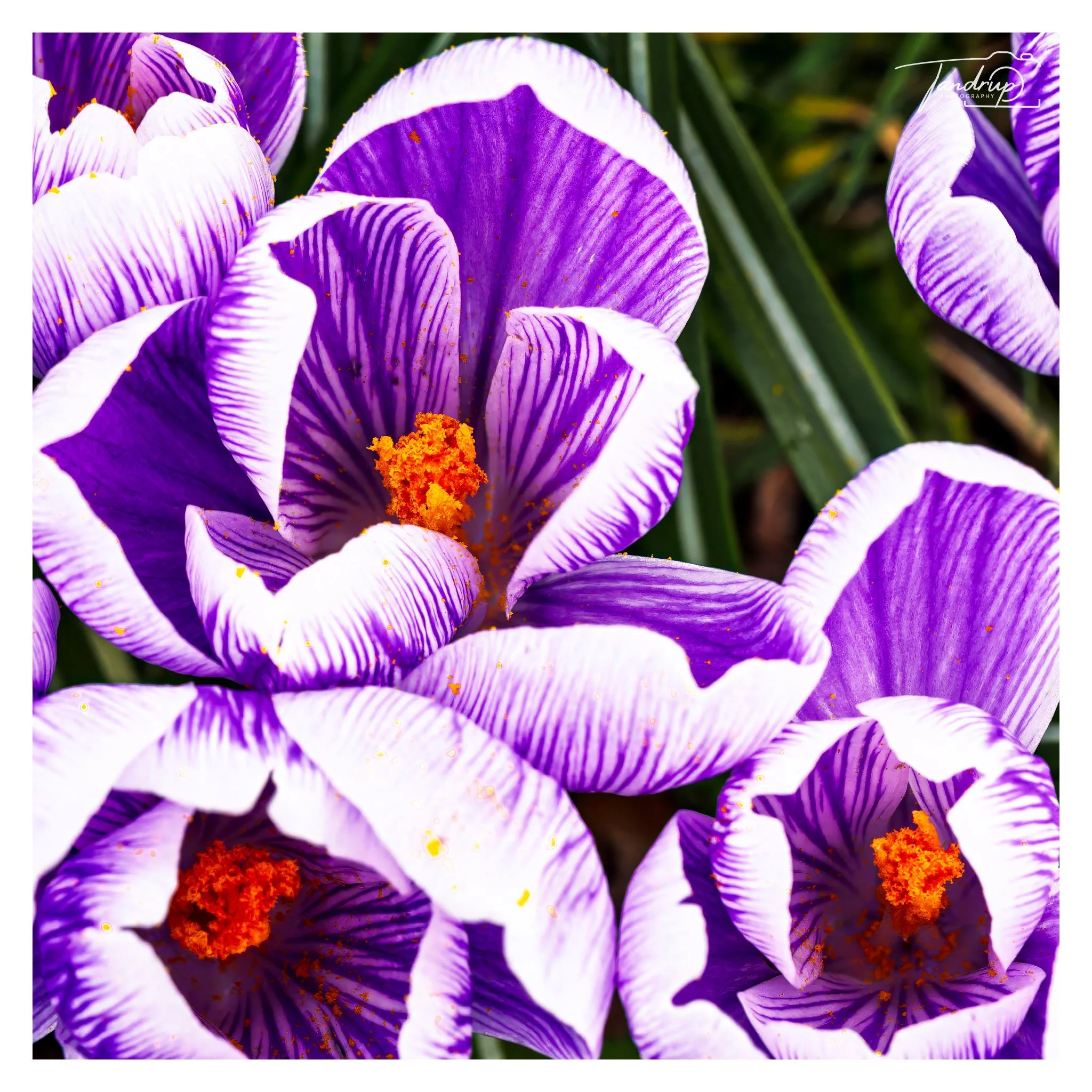 _DSF2458-20250316-DxO_DeepPRIME XD2s-Edit_2048x2048_H_100_Flickr  500px.jpg