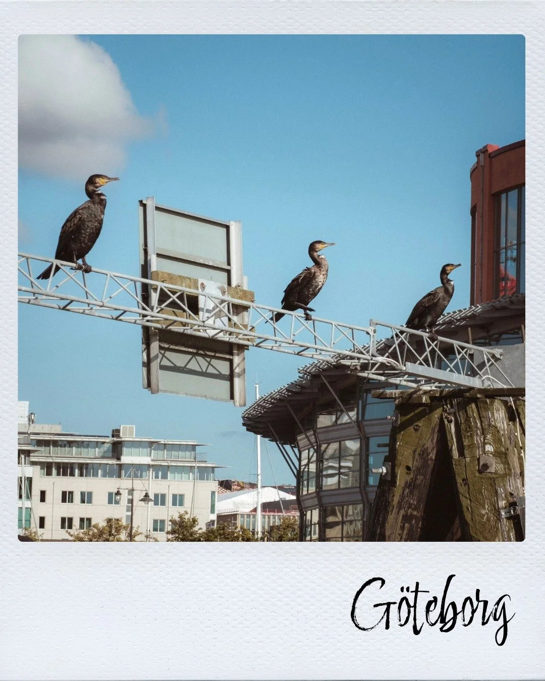 Skarv ved Göteborg.jpeg