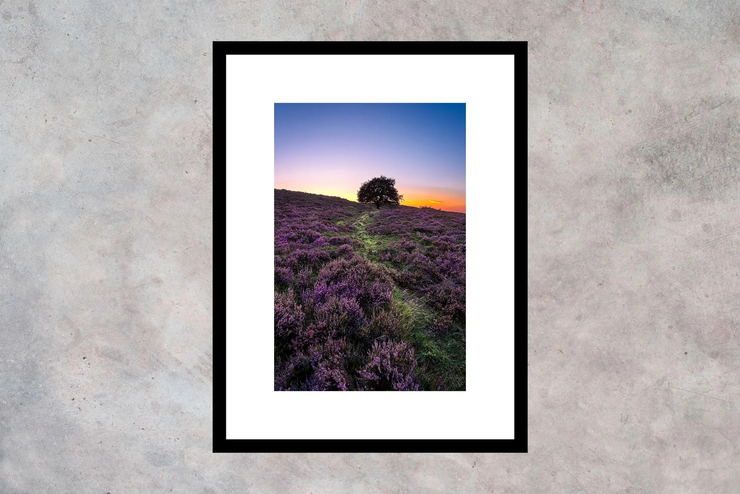 Blomstrende lyng ved Kongenshus Ramme m passepartout 2-3 Vertikal.jpg