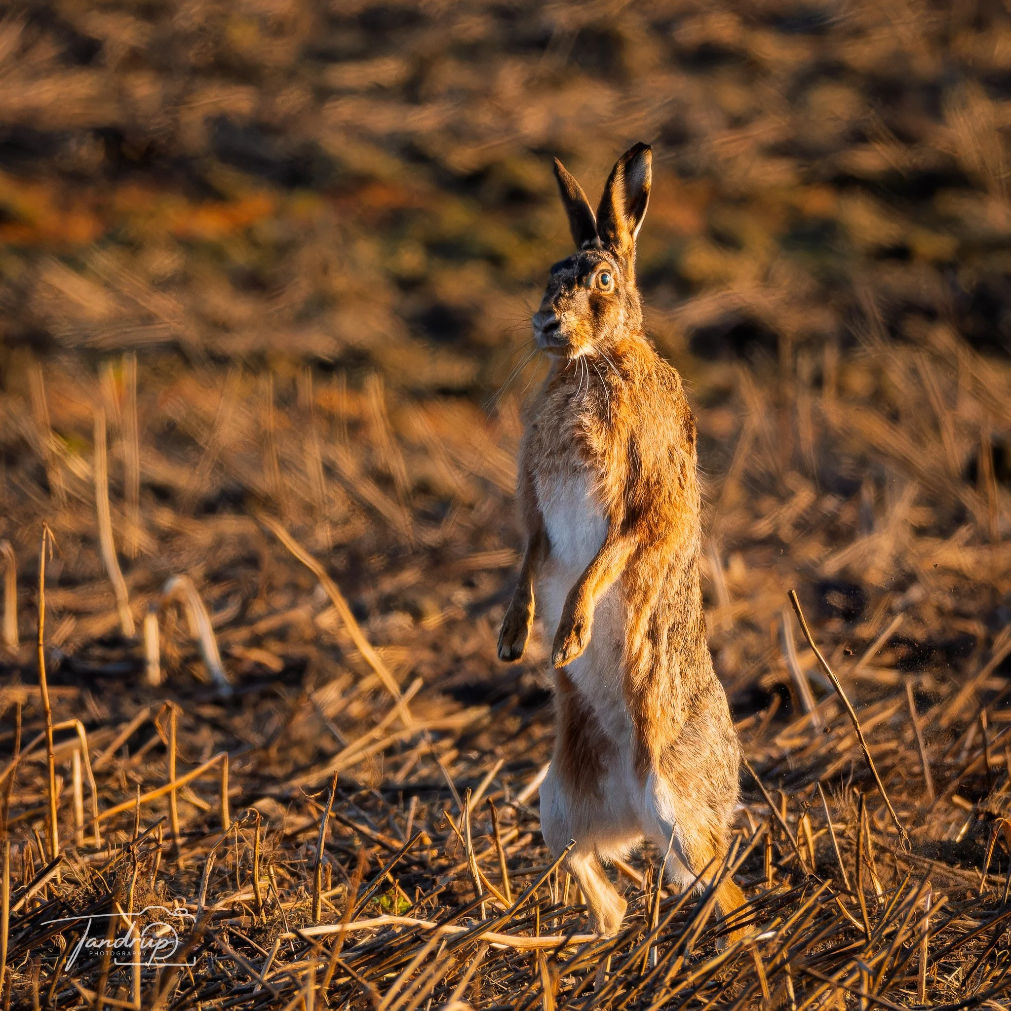 _DSF3789-20250403-DxO_DeepPRIME XD2s.jpg