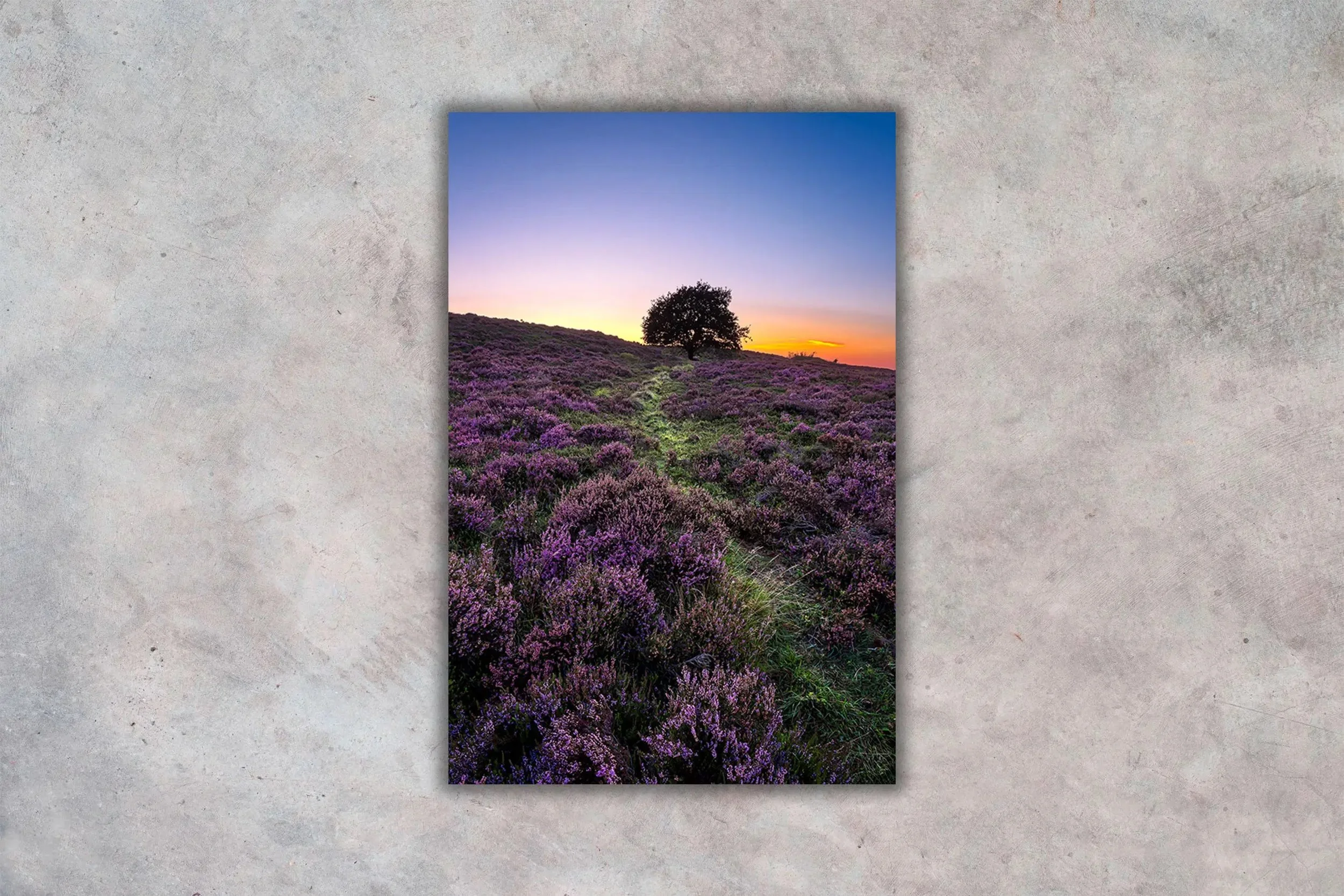 Blomstrende lyng ved Kongenshus