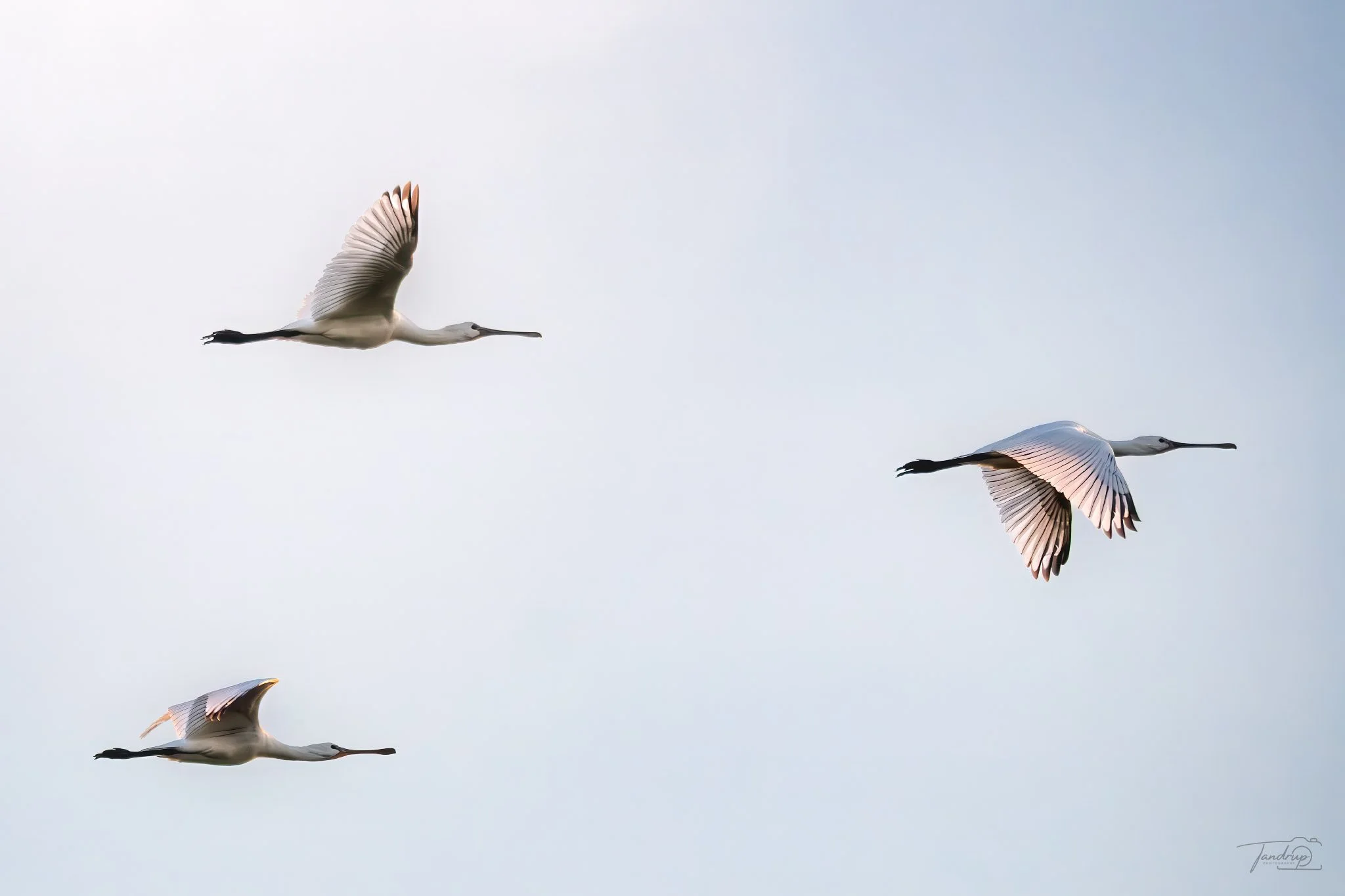 _DSF1775-Edit_Flickr  500px_2048x1365_H_100.jpg