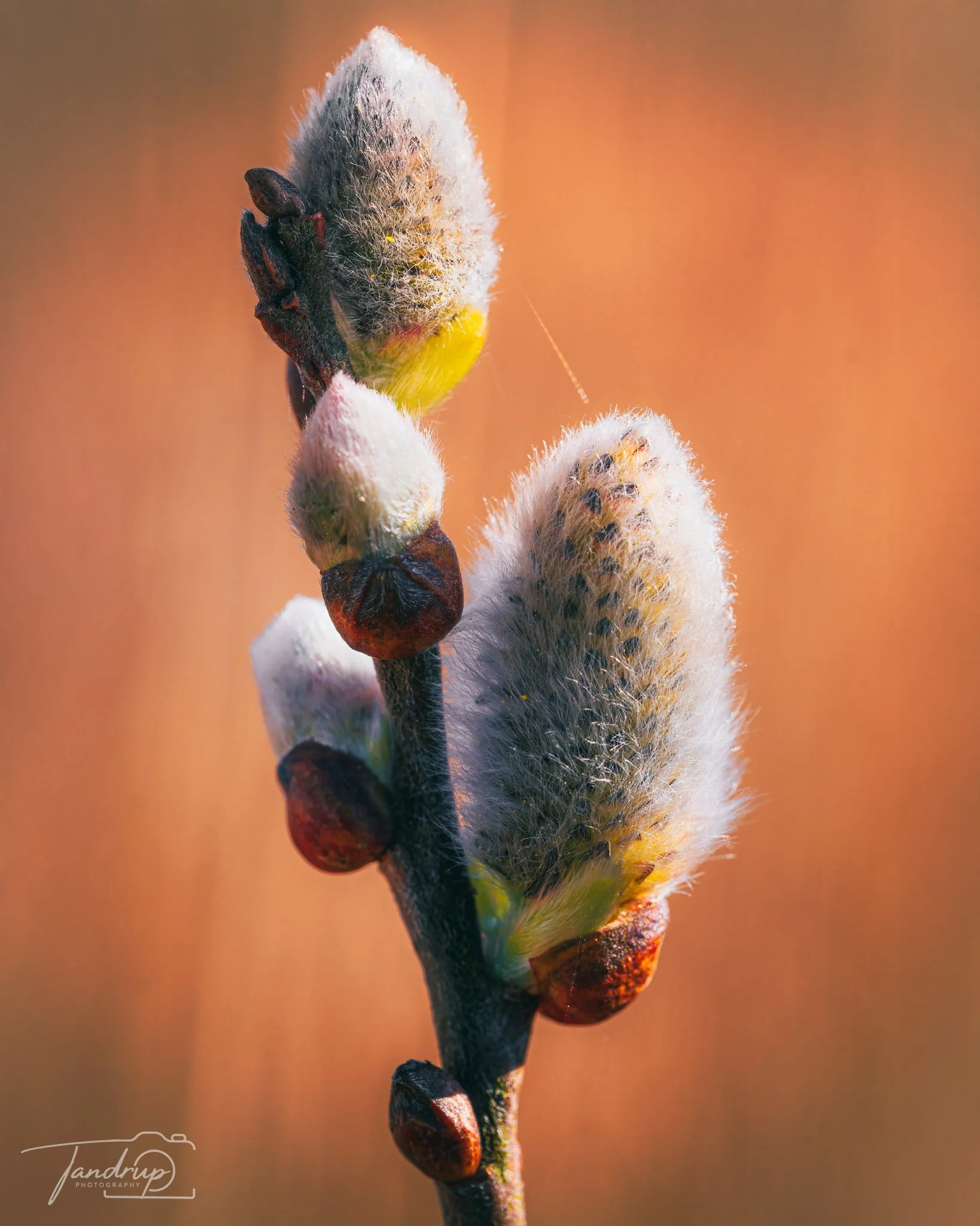 _DSF4875-20250405-DxO_DeepPRIME XD2s_1638x2048_H_100_Flickr  500px.jpg