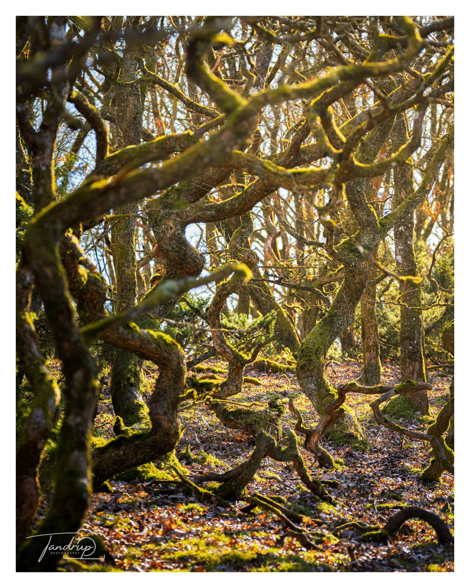 _DSF2986-Enhanced-NR-Edit_1638x2048_H_100_Flickr  500px.jpg