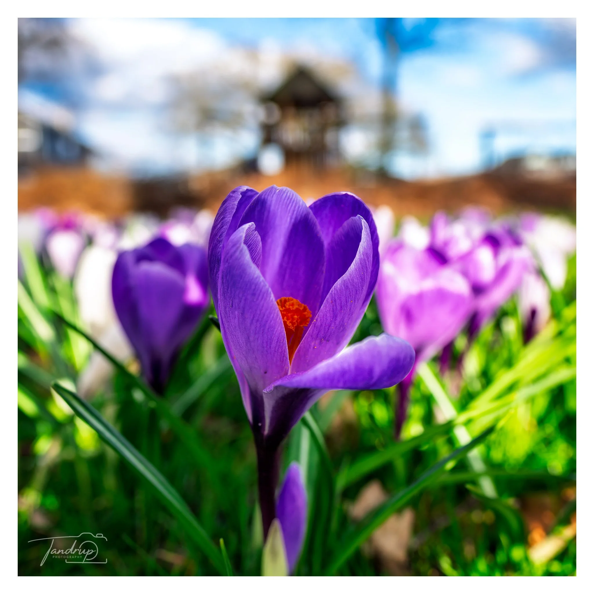 _DSF2627-20250316-DxO_DeepPRIME XD2s-Edit_2048x2048_H_100_Flickr  500px.jpg