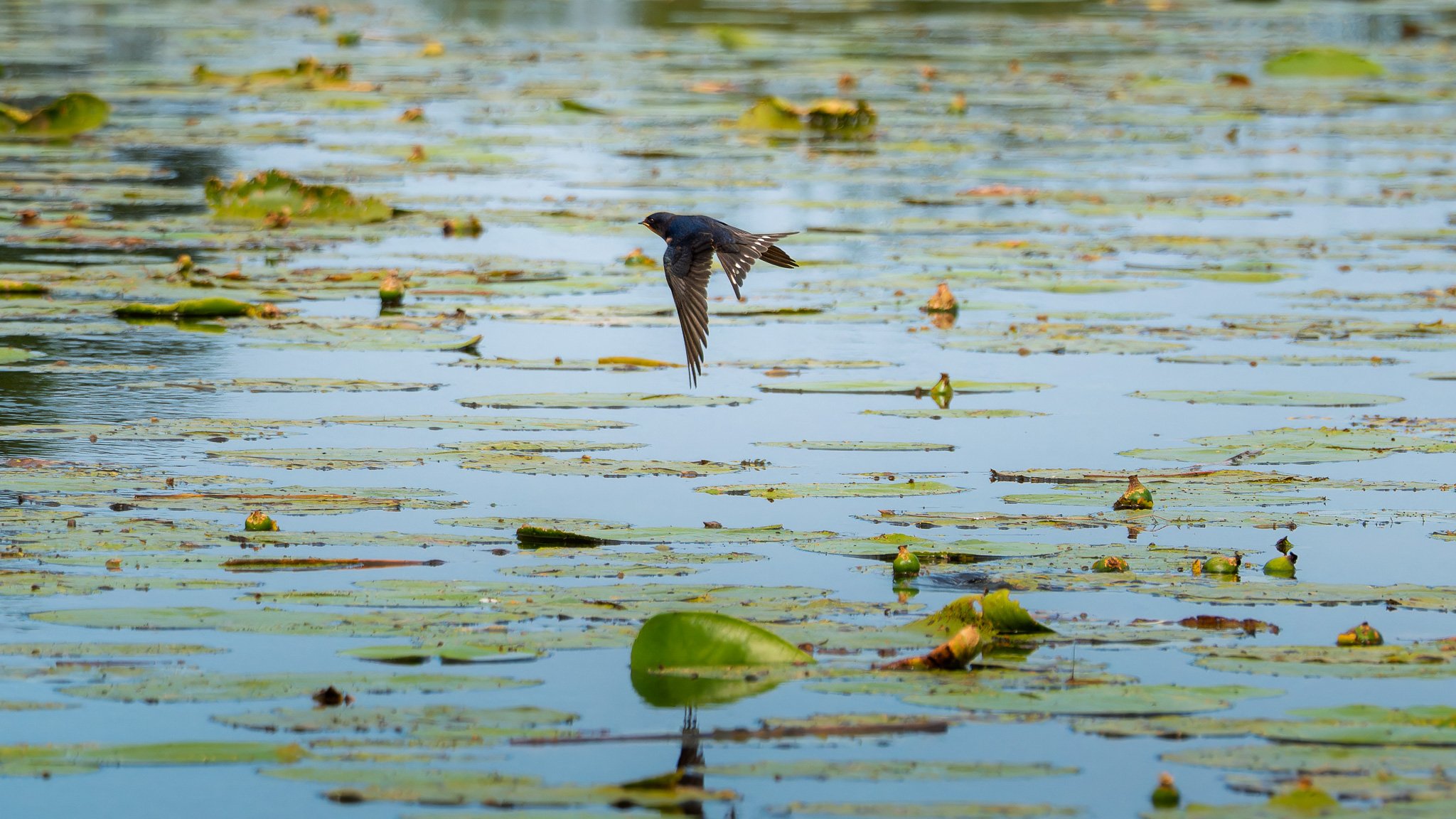 _DSF9784-20250726-DxO_DeepPRIME XD2s.jpg