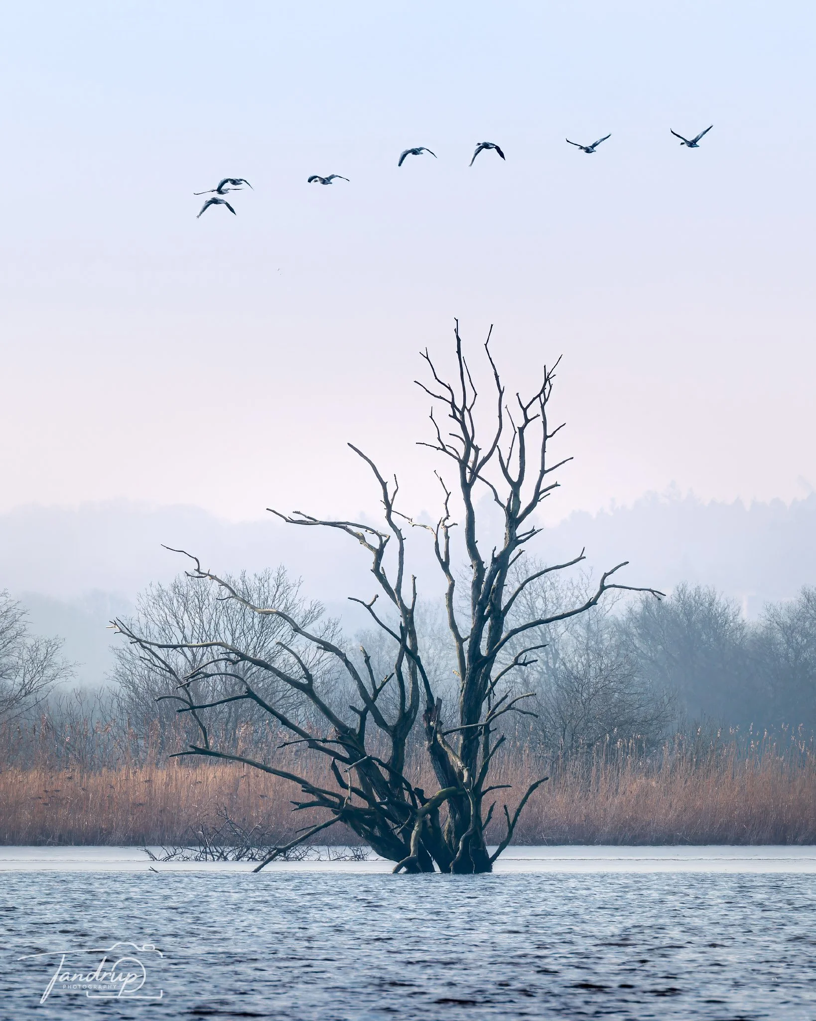 _DSF1774-20250223-DxO_DeepPRIME XD2s-Edit_1638x2048_H_100_Flickr  500px.jpg