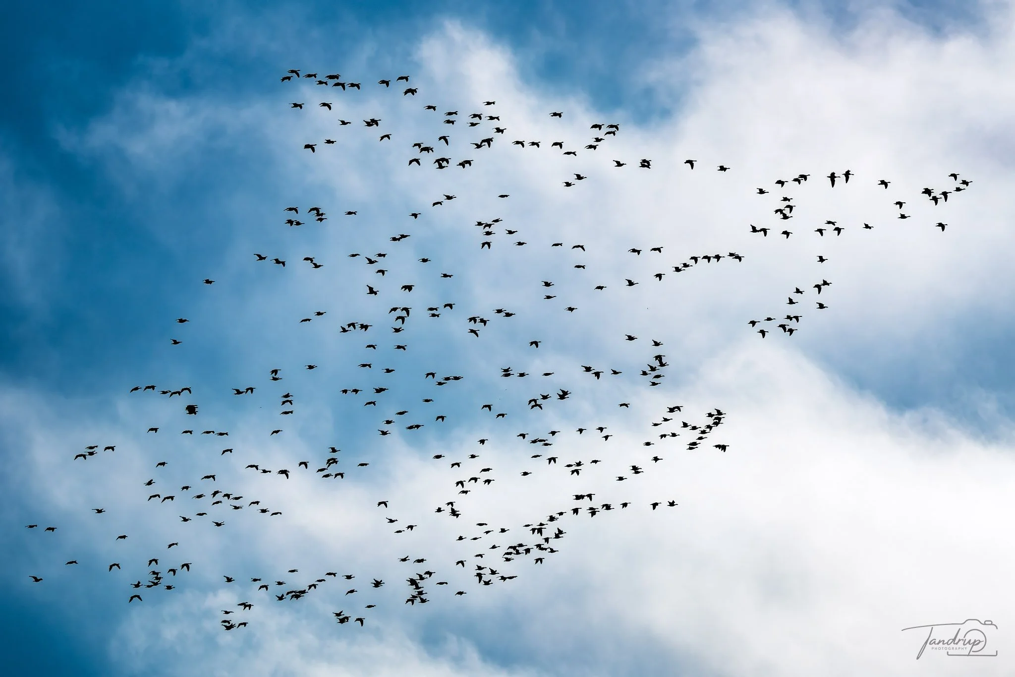 _DSF1809-20250223-DxO_DeepPRIME XD2s_2048x1365_H_100_Flickr  500px.jpg