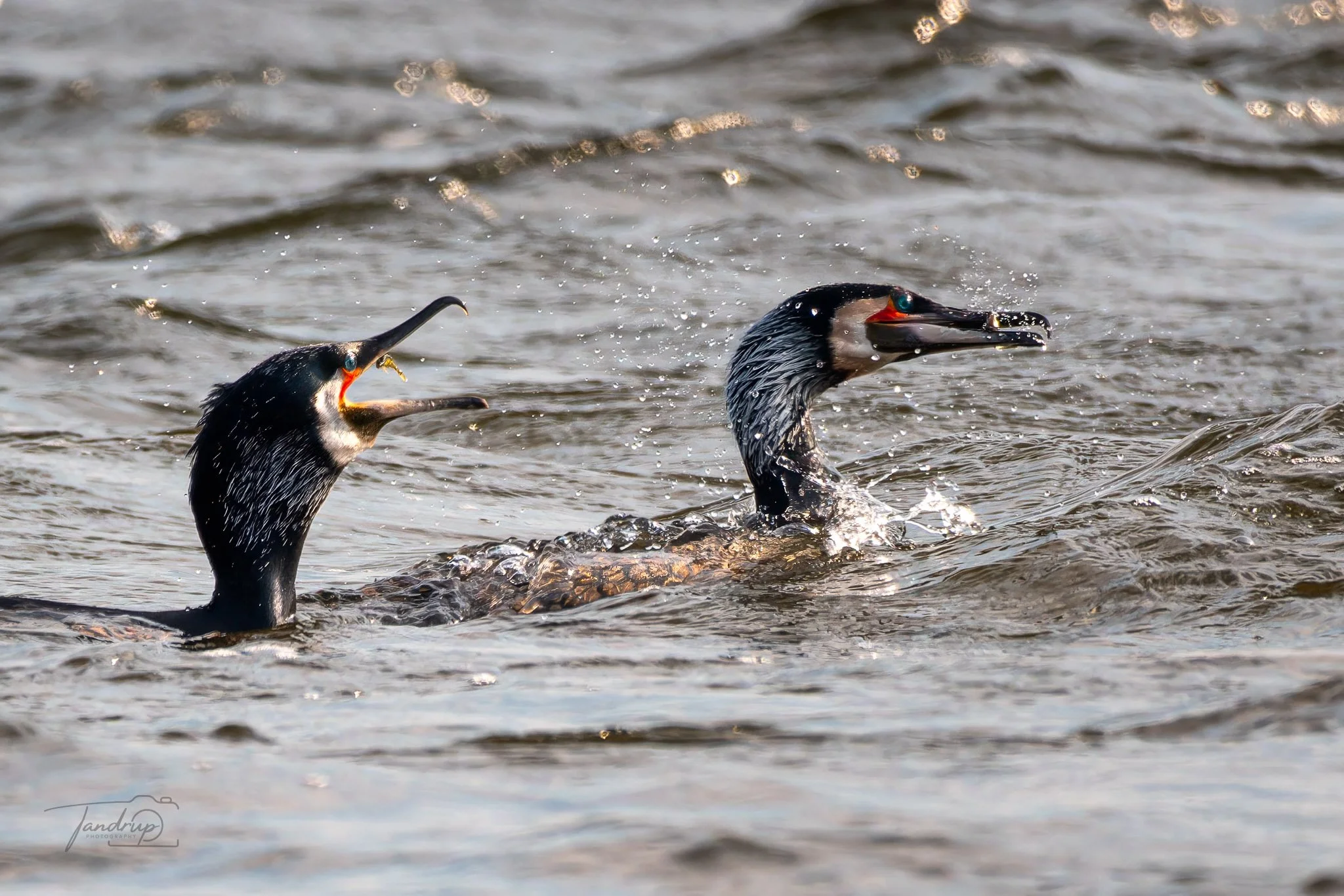 _DSF3325-20250323-DxO_DeepPRIME XD2s-Edit.jpg