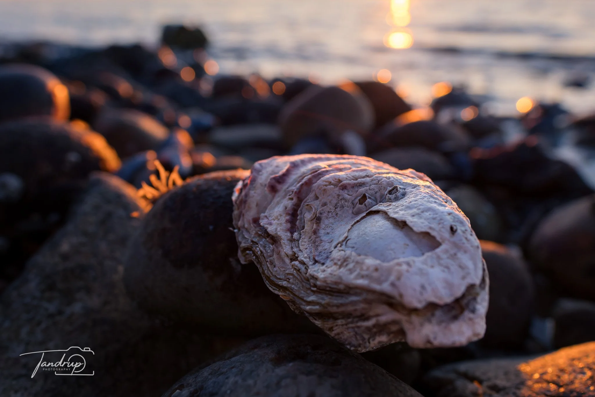 _DSF3998-20250403-DxO_DeepPRIME XD2s.jpg