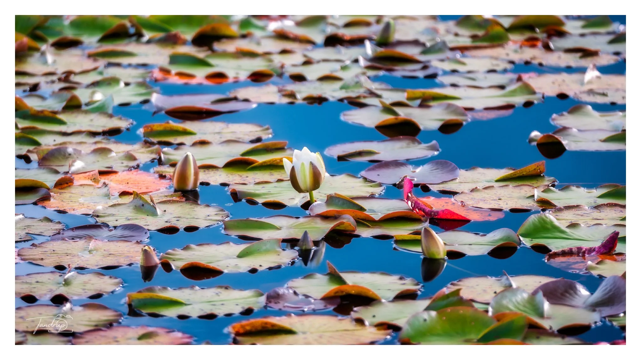 _DSF9277-Edit_Flickr  500px_2048x1152_H_100.jpg