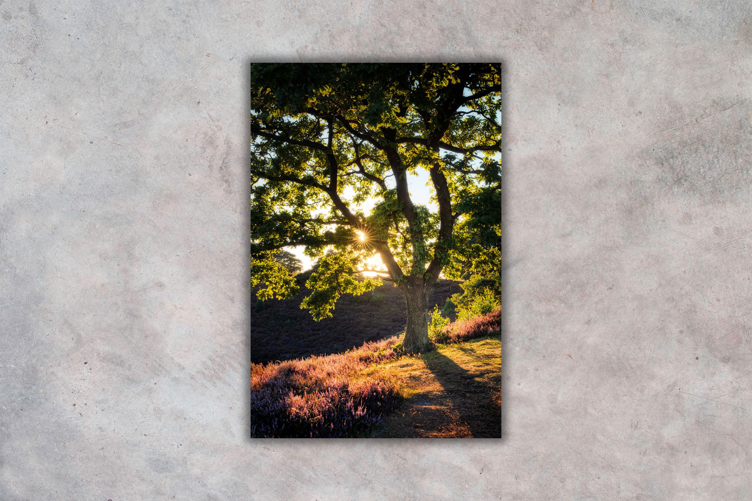 Solnedgang ved Dollerup Bakker