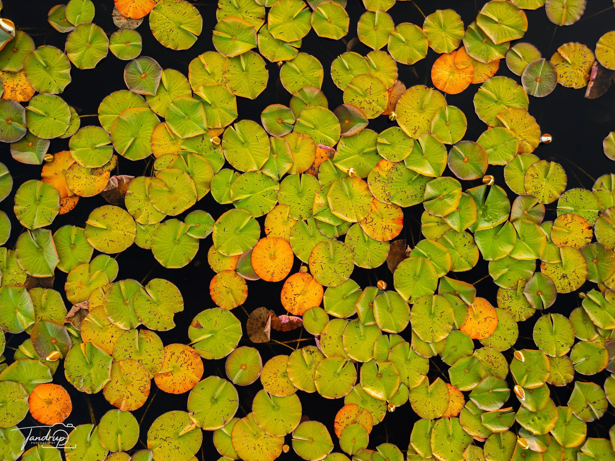 DJI_0032_Flickr  500px_2048x1536_H_100_gainMap.jpg