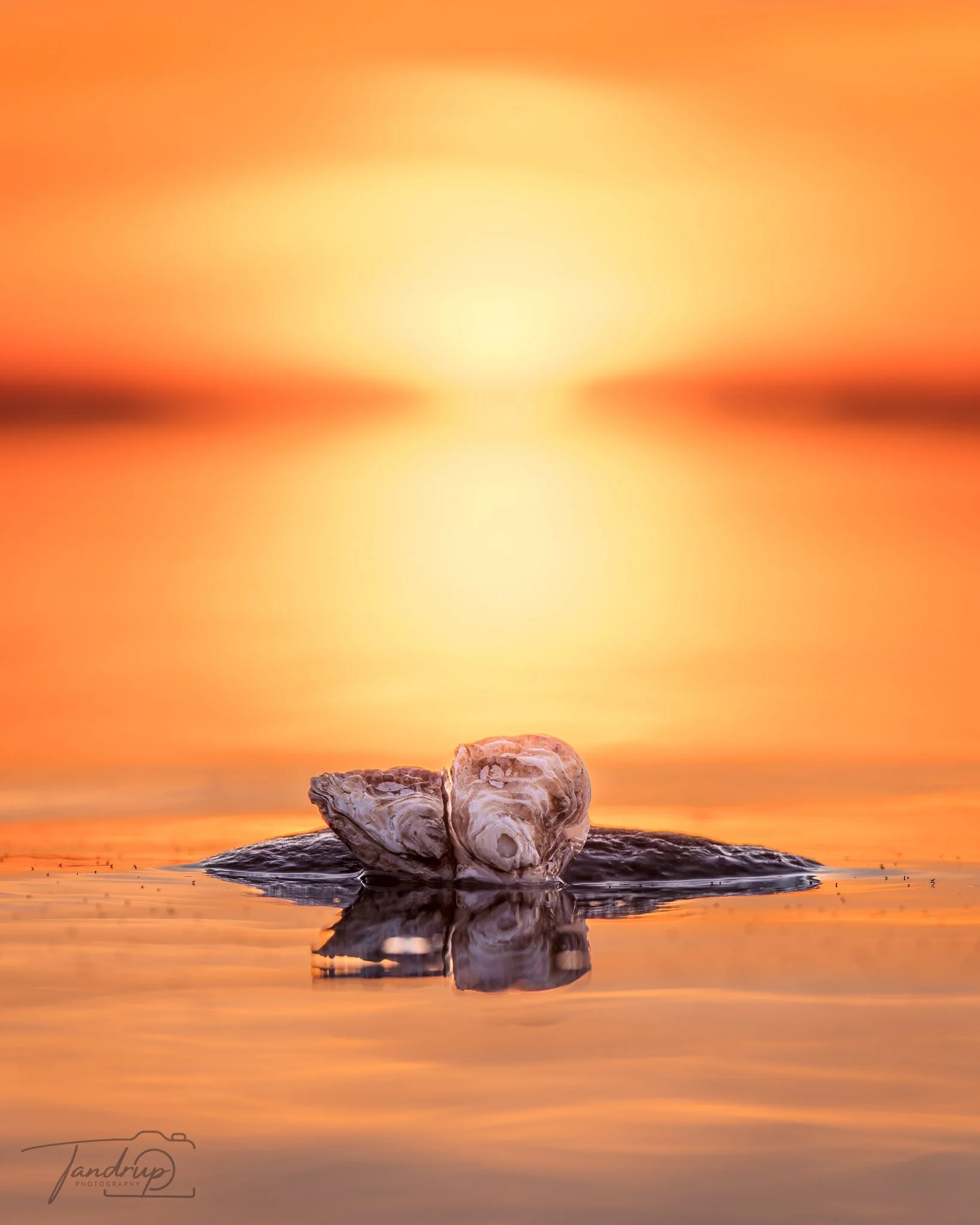 _DSF5279-20250414-DxO_DeepPRIME XD2s_1638x2048_H_100_Flickr  500px.jpg