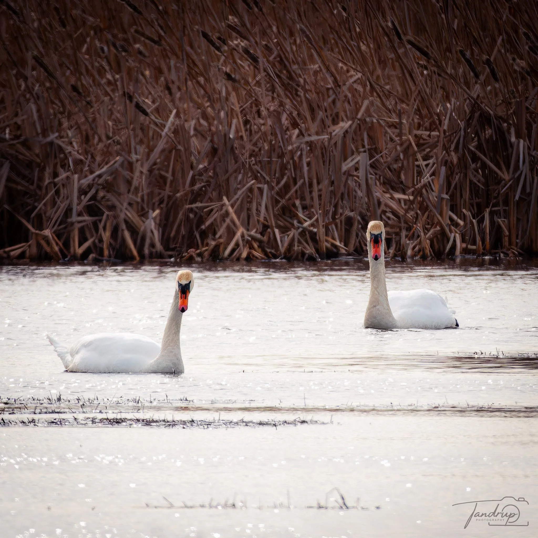 _DSF2136-20250302-DxO_DeepPRIME XD2s-Edit_2048x2048_H_100_Flickr  500px.jpg