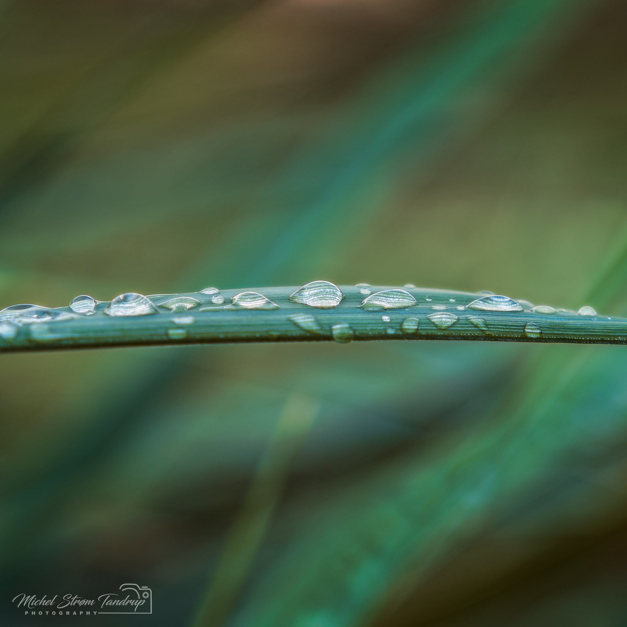 _DSF0374-RAF_DxO_DeepPRIME-Edit_2048x2048_H_100_Flickr  500px.jpg