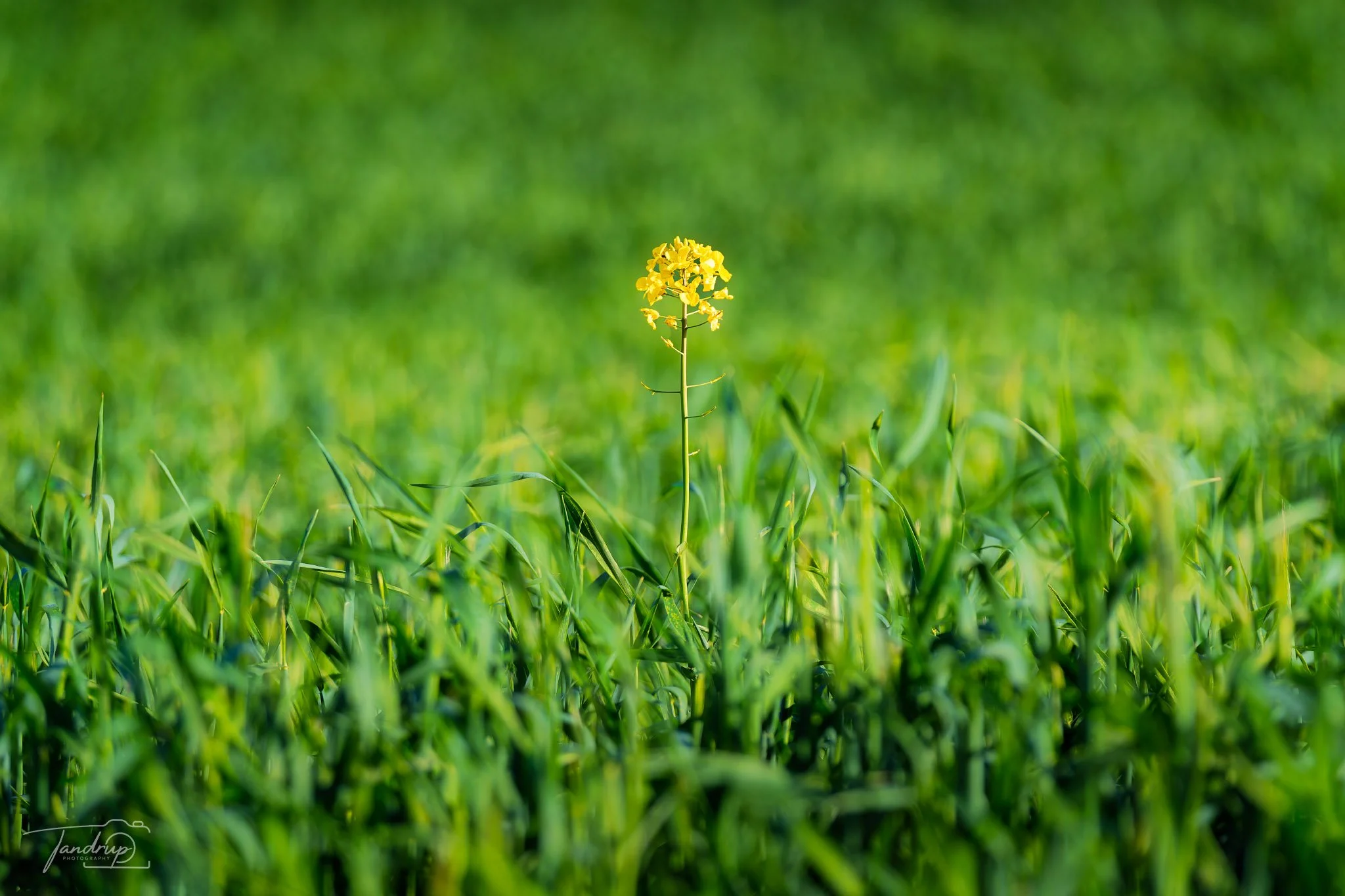 _DSF5906-20250506-DxO_DeepPRIME XD2s_2048x1365_H_100_Flickr  500px.jpg