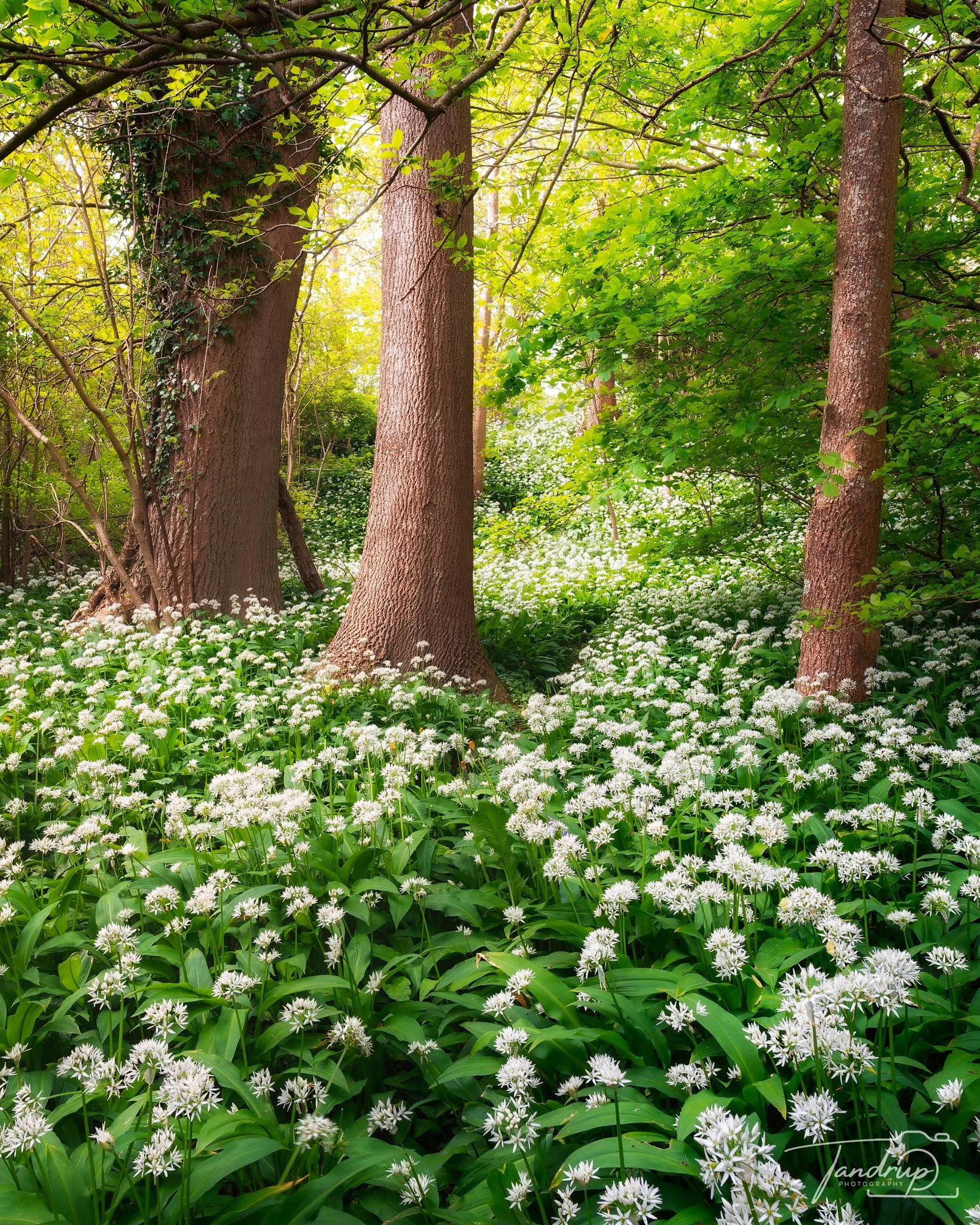 _DSF1465-20250504-DxO_DeepPRIME XD2s-Edit-Edit_1638x2048_H_100_Flickr  500px.jpg