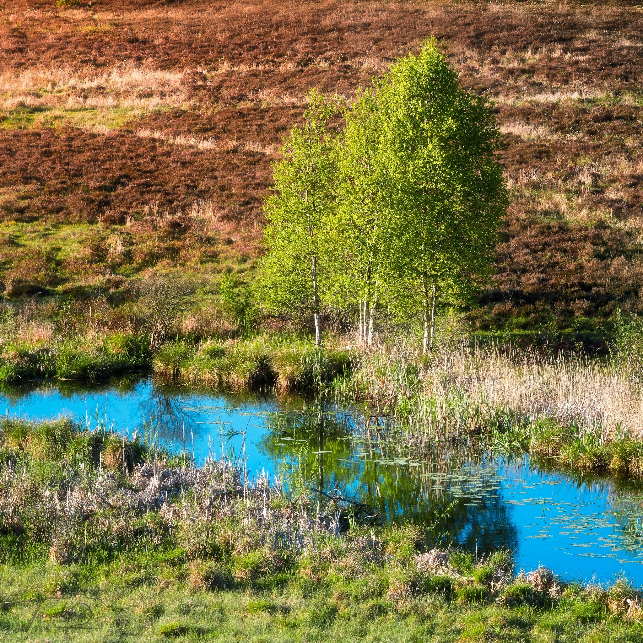 _DSF6094-20250512-DxO_DeepPRIME XD2s-Edit_2048x2048_H_100_Flickr  500px.jpg