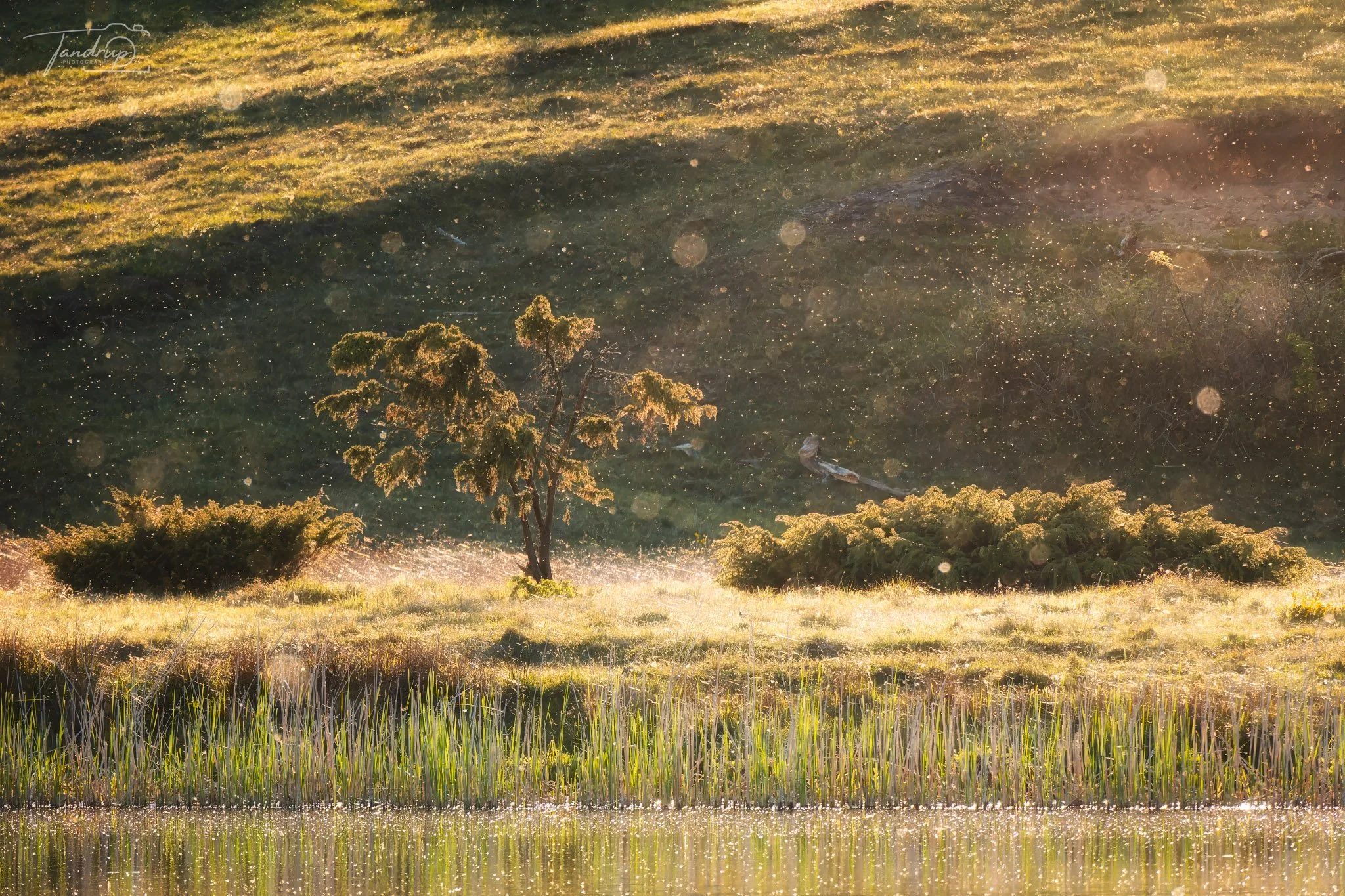 _DSF6143-20250512-DxO_DeepPRIME XD2s-1_2048x1365_H_100_Flickr  500px.jpg