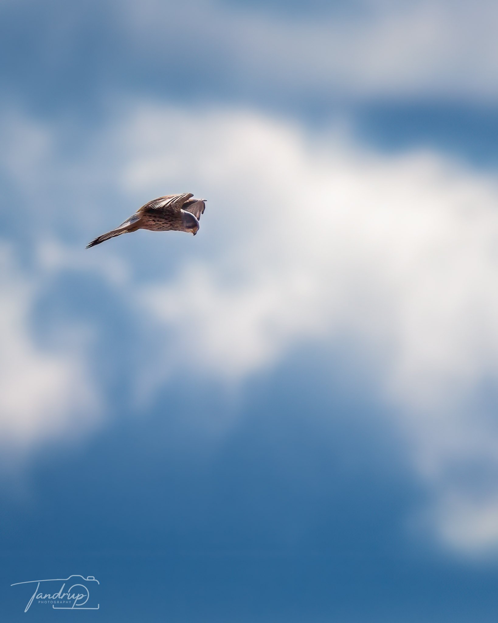 _DSF2359-20250315-DxO_DeepPRIME XD2s-Edit_1638x2048_H_100_Flickr  500px.jpg