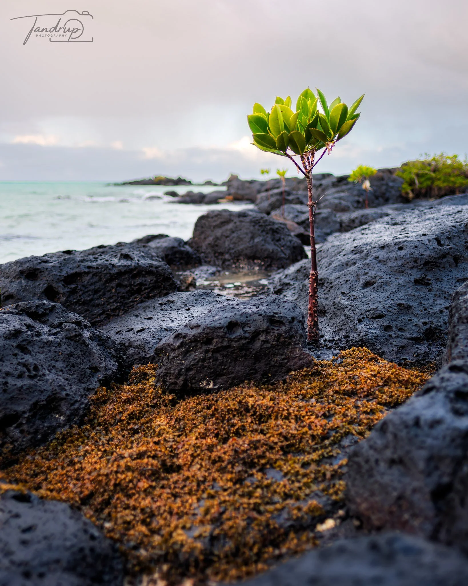 _DSF7314-20250602-DxO_DeepPRIME XD2s-Edit_Flickr  500px_1638x2048_H_100.jpg