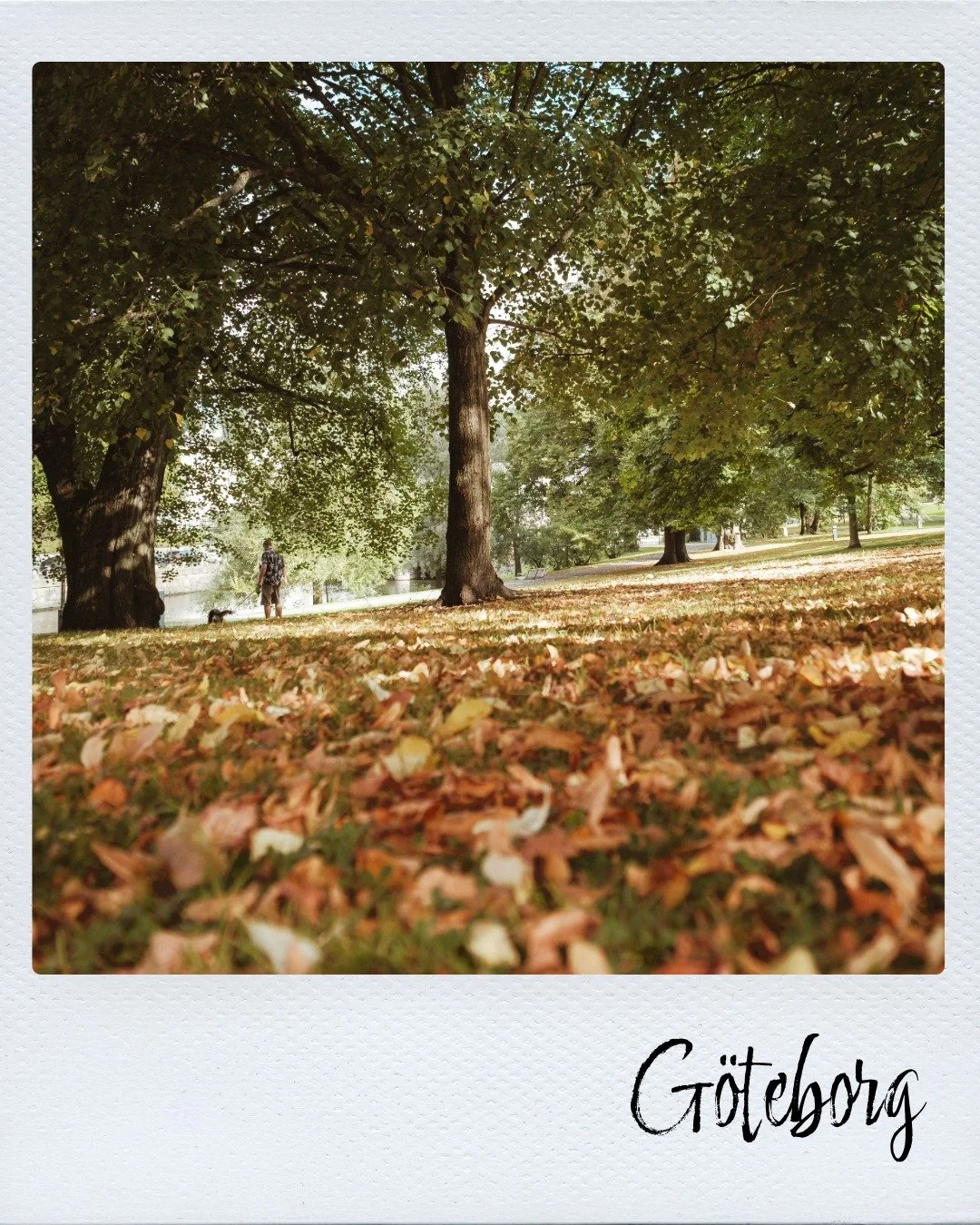 Kungsparken i Göteborg.jpeg