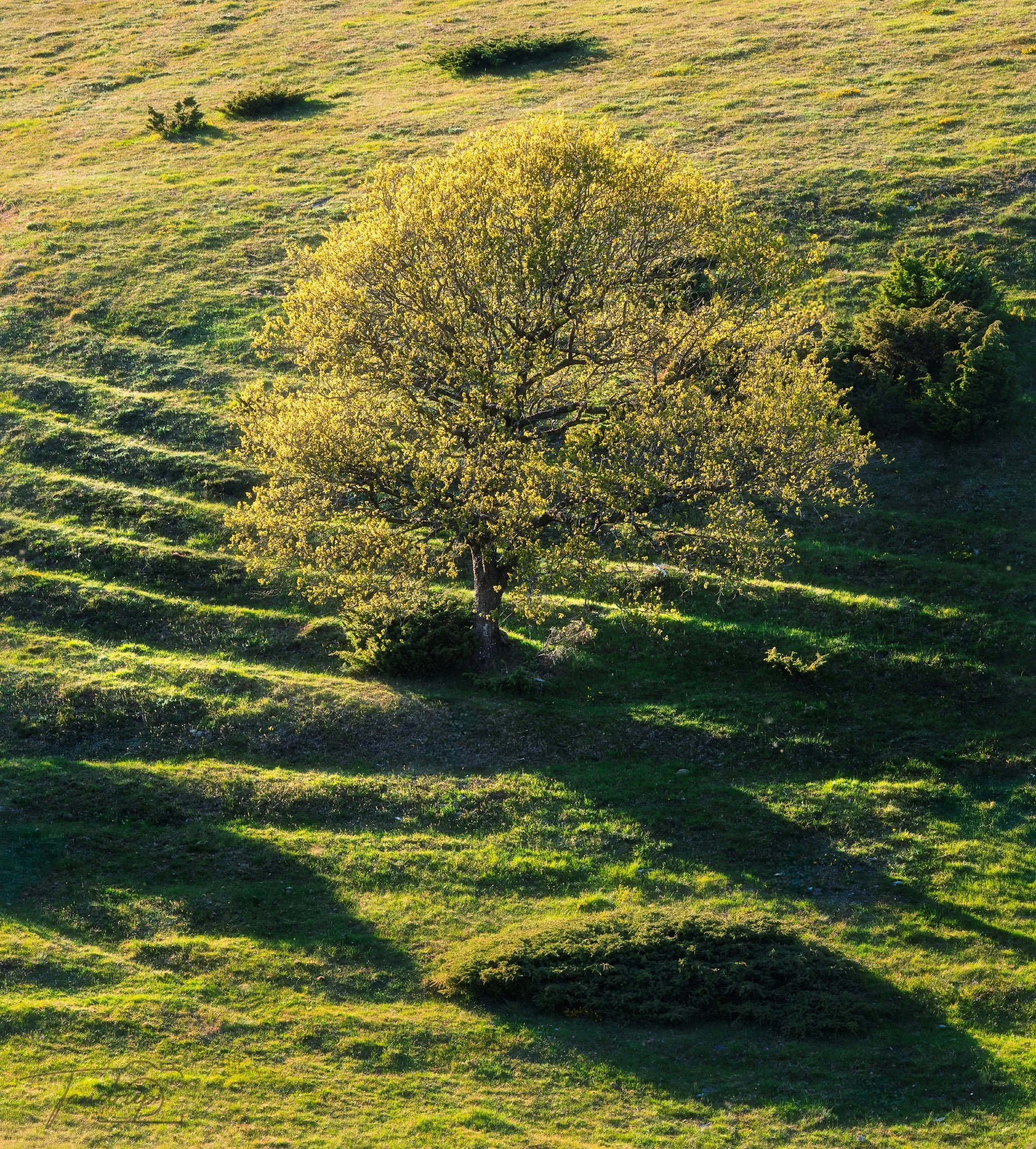 _DSF6095-20250512-DxO_DeepPRIME XD2s-Edit_1847x2048_H_100_Flickr  500px.jpg