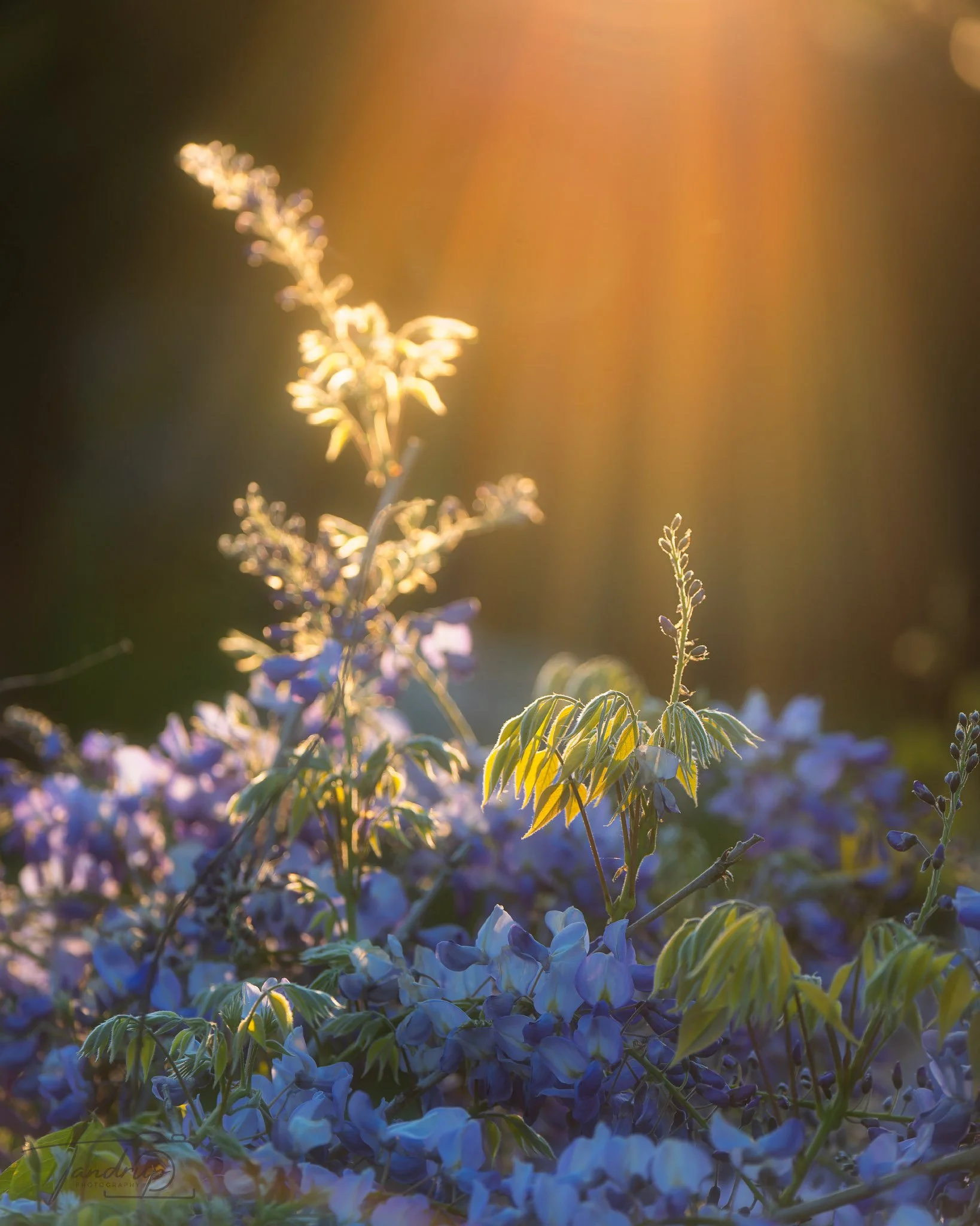 _DSF5960-20250511-DxO_DeepPRIME XD2s_1638x2048_H_100_Flickr  500px.jpg