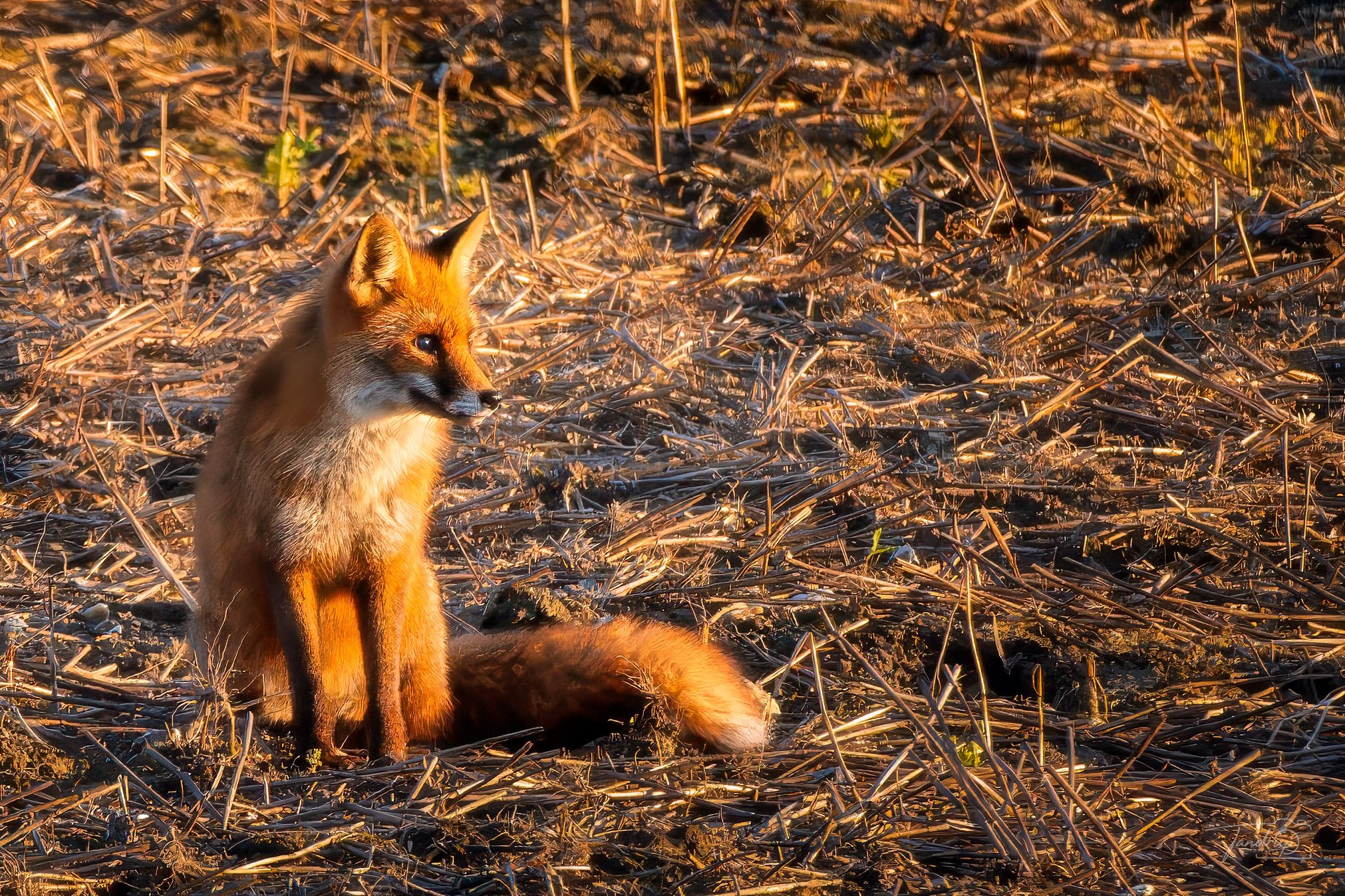 _DSF3893-20250403-DxO_DeepPRIME XD2s_Flickr  500px_2022x1348_H_100.jpg