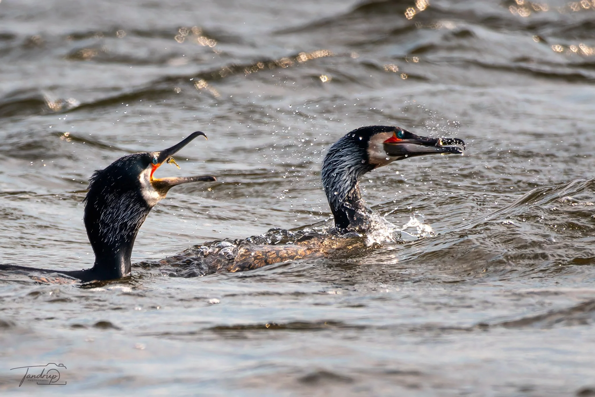 _DSF3325-20250323-DxO_DeepPRIME XD2s-Edit_2048x1366_H_100_Flickr  500px.jpg