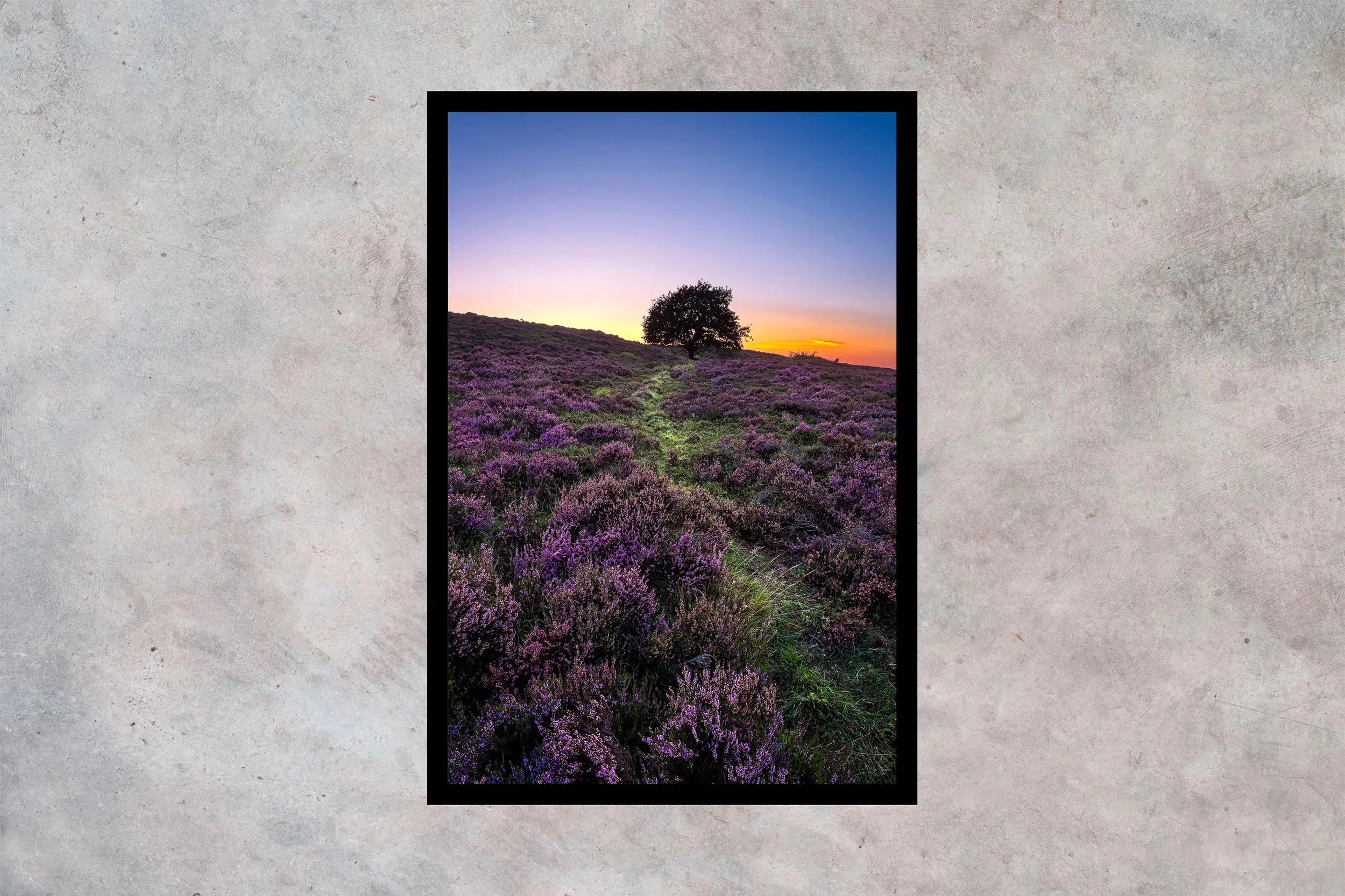 Blomstrende lyng ved Kongenshus Ramme u passepartout 2-3 Vertikal.jpg