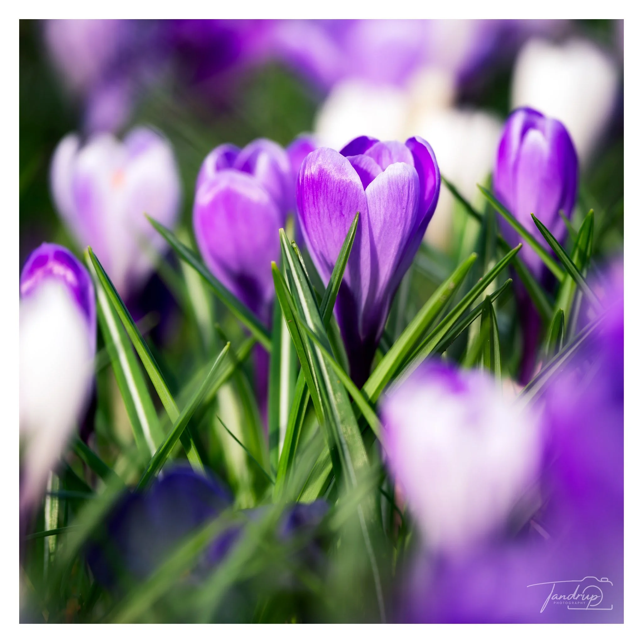 _DSF2663-20250316-DxO_DeepPRIME XD2s-Edit_2048x2048_H_100_Flickr  500px.jpg