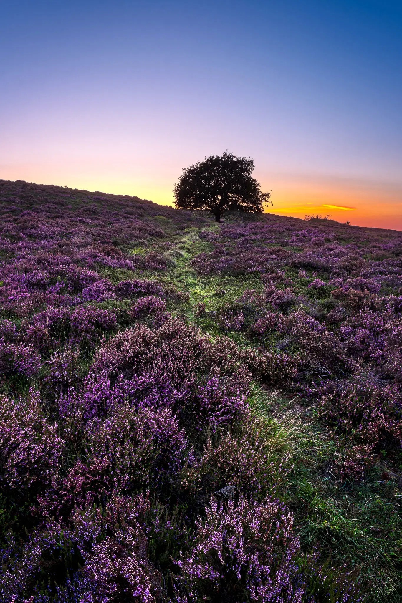 Blomstrende Lyng ved Kongenshus.jpg