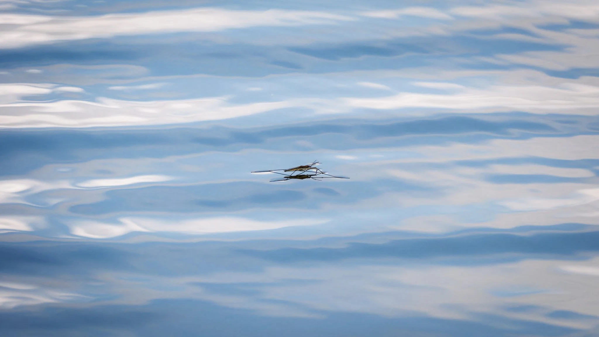 _DSF9818-20250726-DxO_DeepPRIME XD2s.jpg