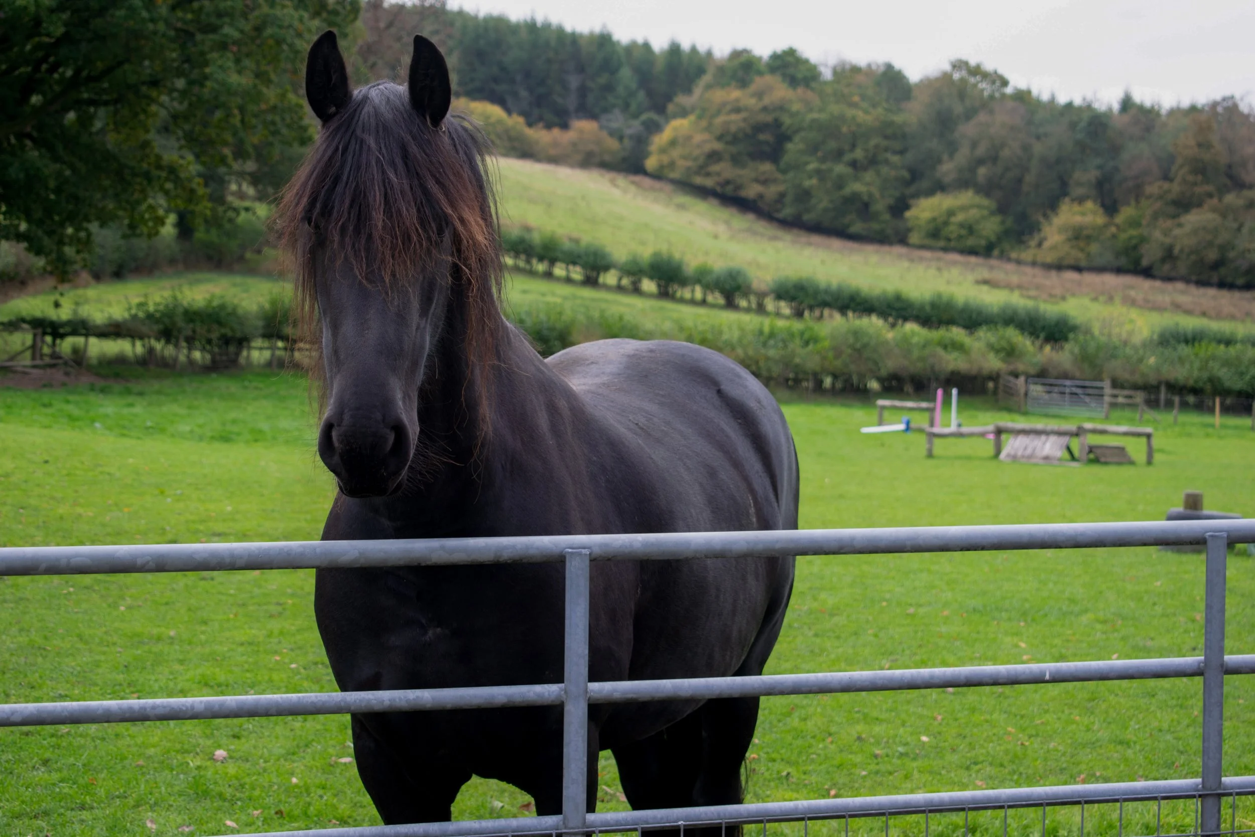 Outdoor Pet Portraits