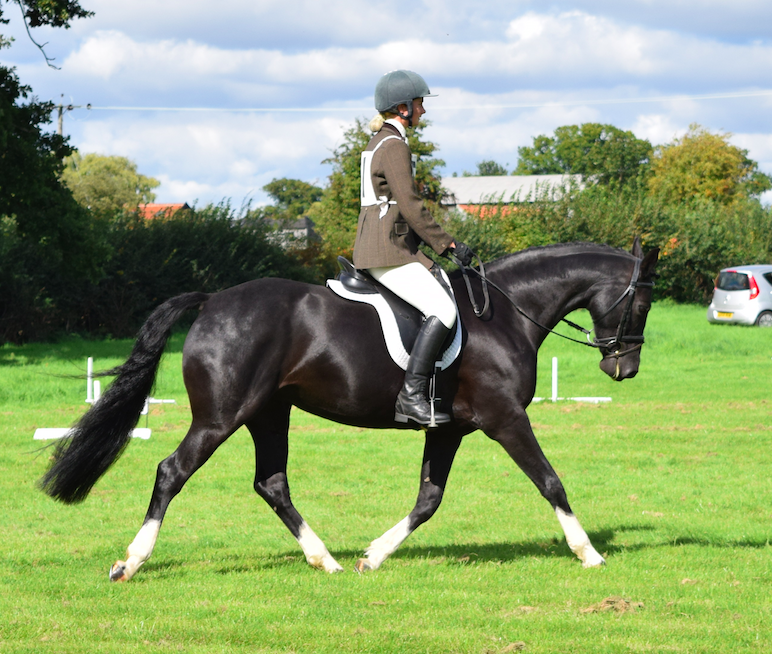 Grass Arena - Summer only