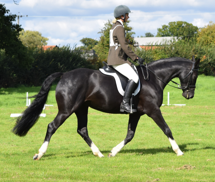 Roz+dressage+sept+2015.png