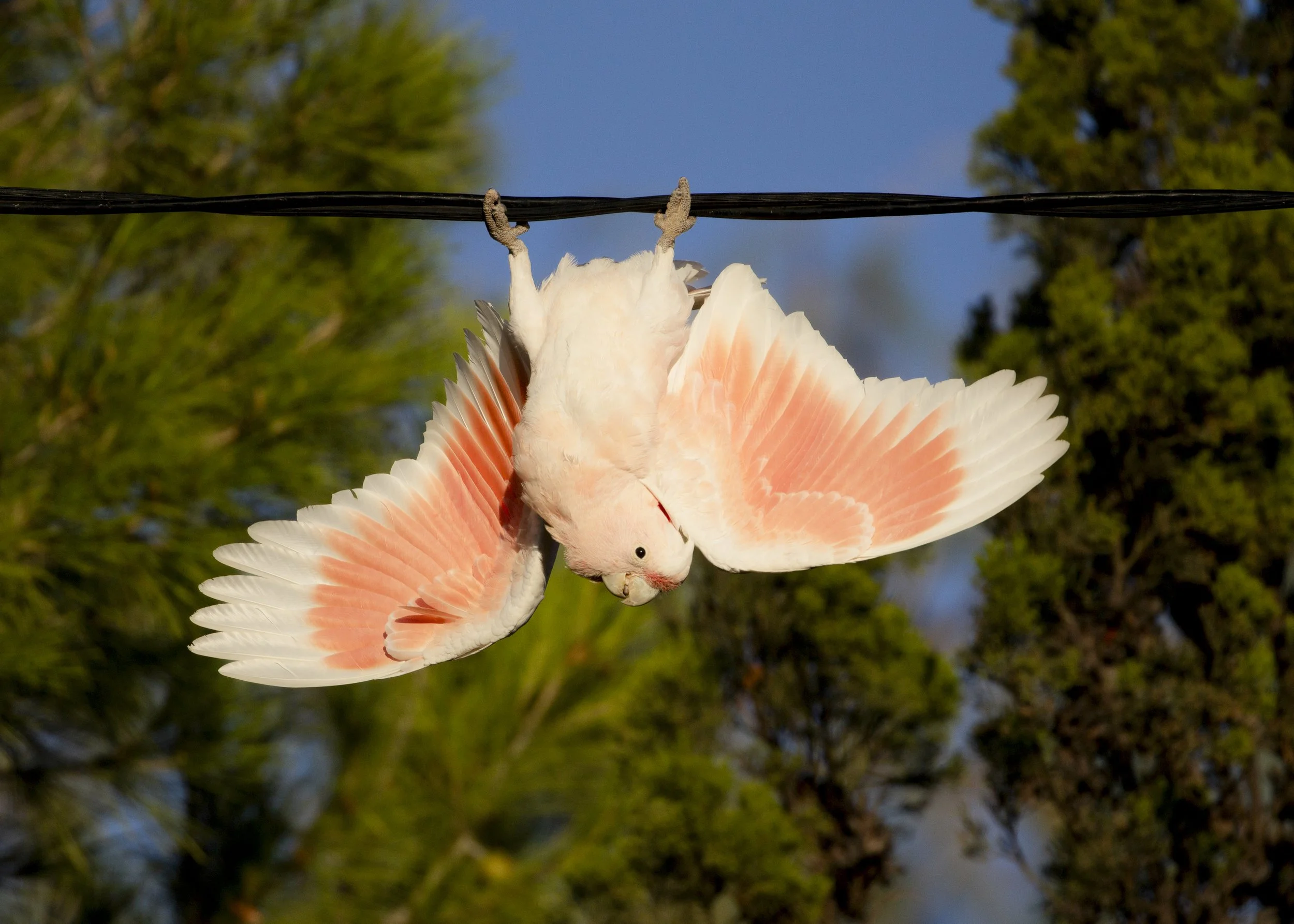 2024 birds-KatieGates-CalendarPrint-6.jpg