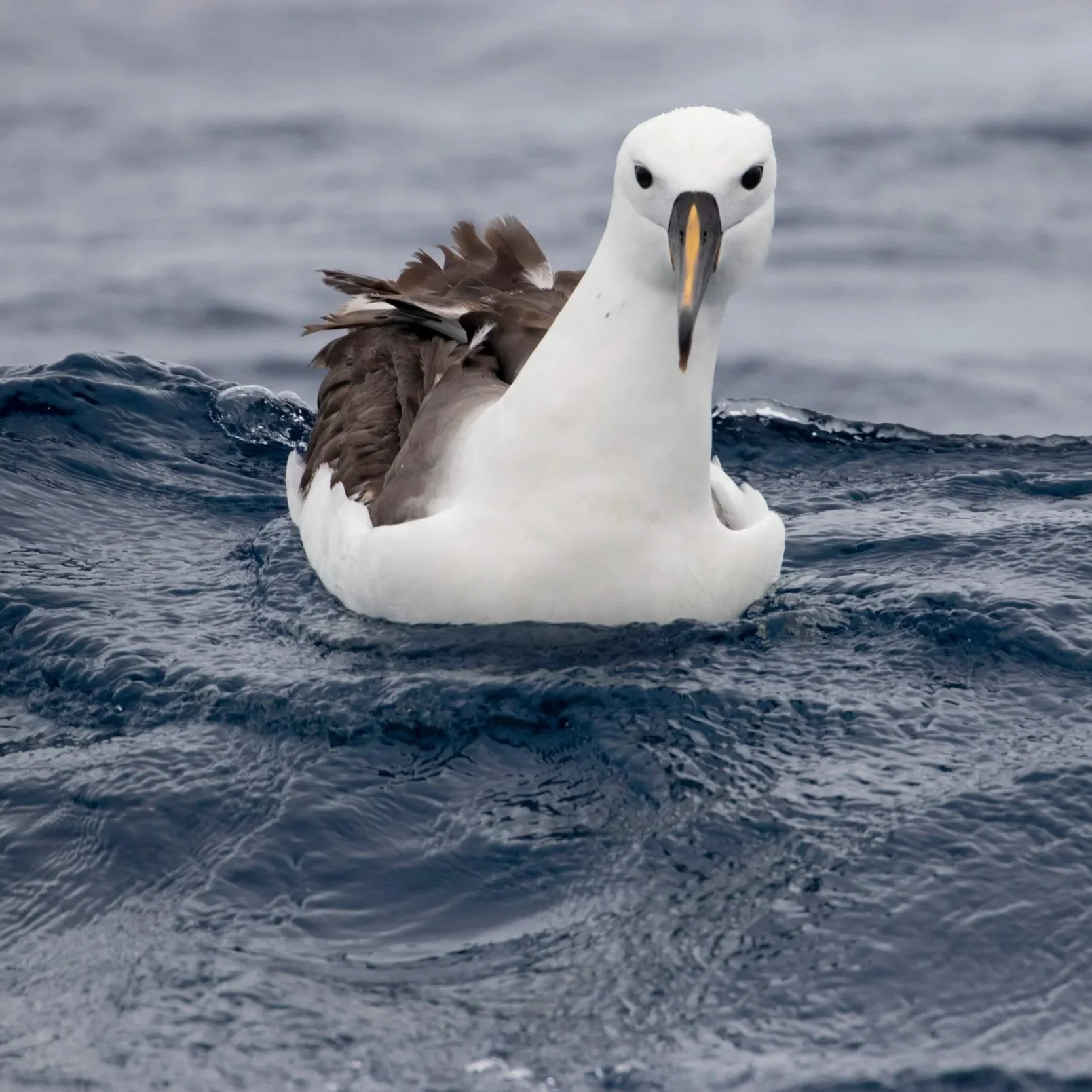 Bremer Albatross