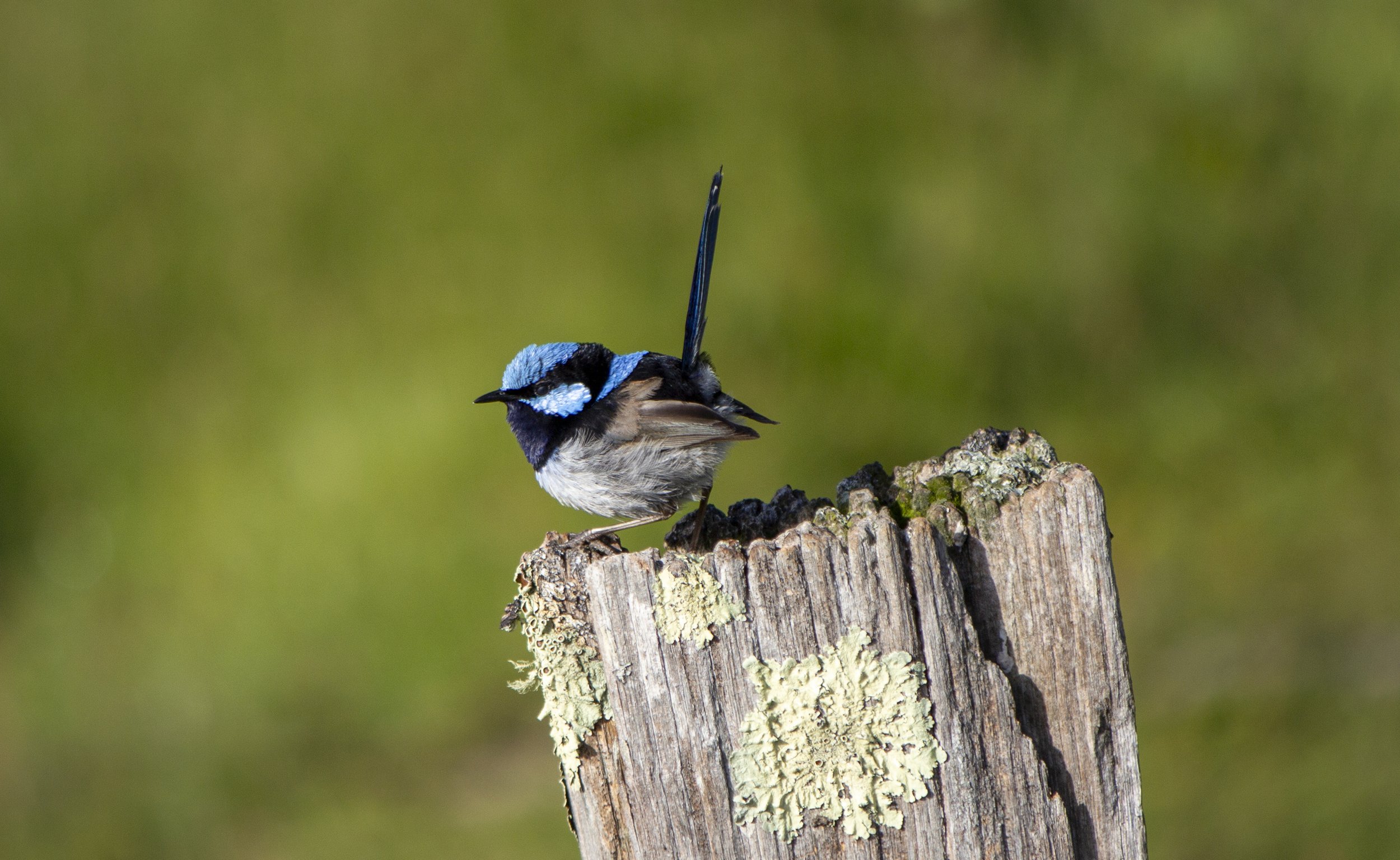 2023-TassieFairyWren-KatieGates-1.jpg